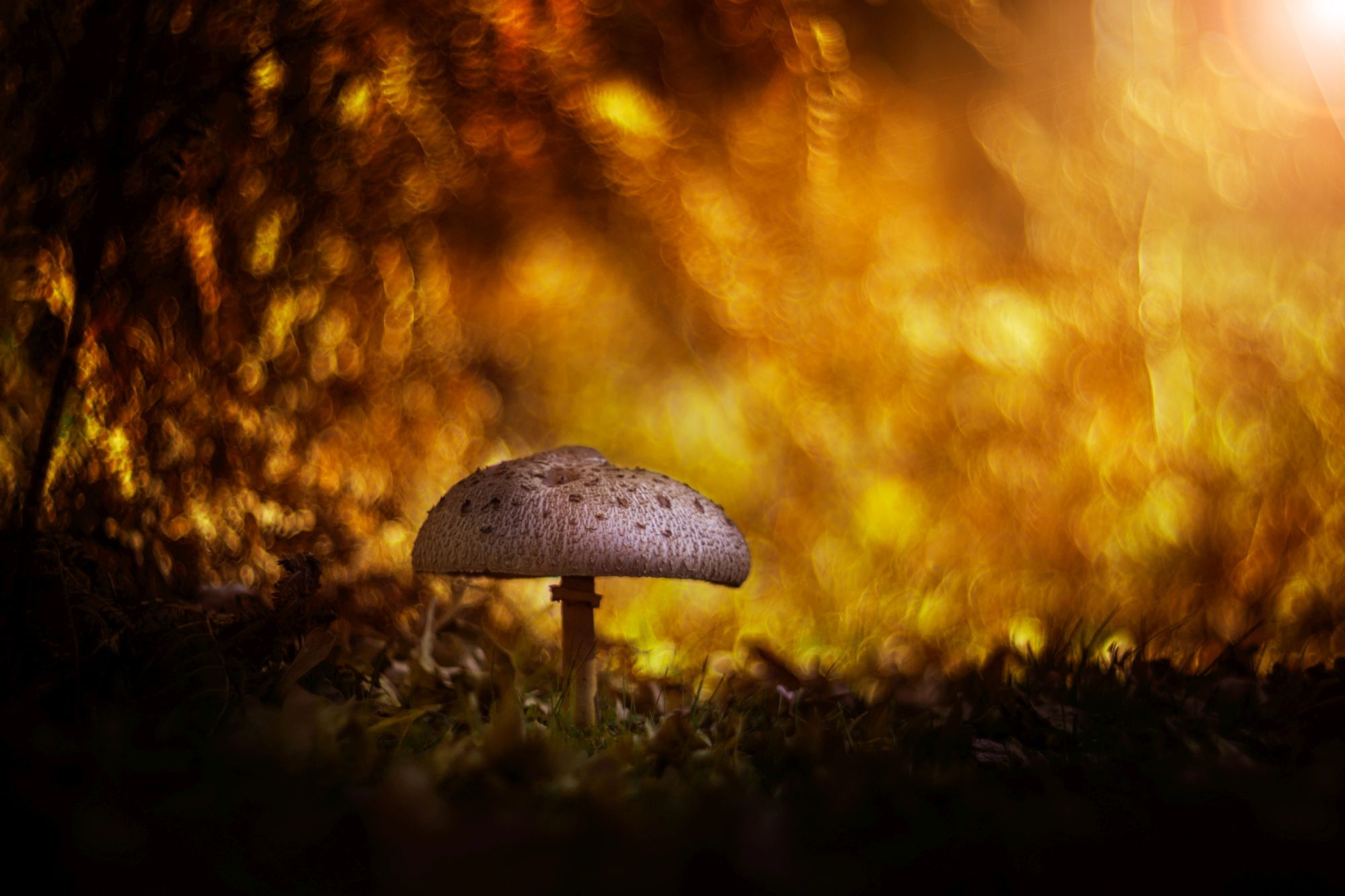 yellow,mushroom,wild,nature,light,bokeh,zenit,helios,nikon,, Борислав Алексиев