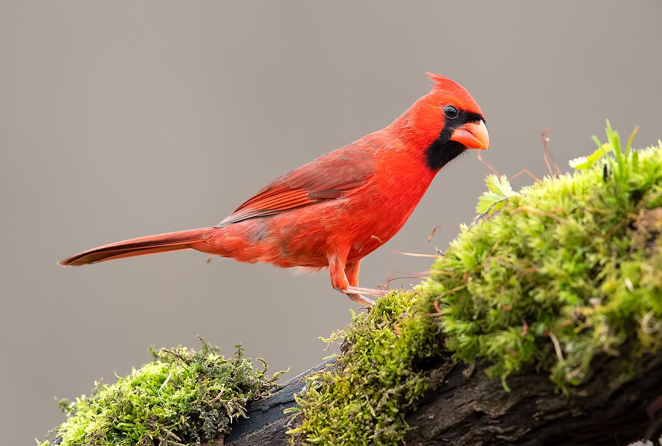 красный кардинал, northern cardinal, cardinal,кардинал, Elizabeth Etkind