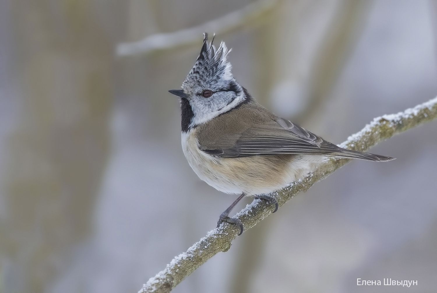 bird of prey, animal, birds, bird,  animal wildlife,  nature,  animals in the wild, european crested tit, птицы, птица, гренадёрка, хохлатая синицаbird of prey, animal, birds, bird,  animal wildlife,  nature,  animals in the wild, european crested tit, пт, Елена Швыдун