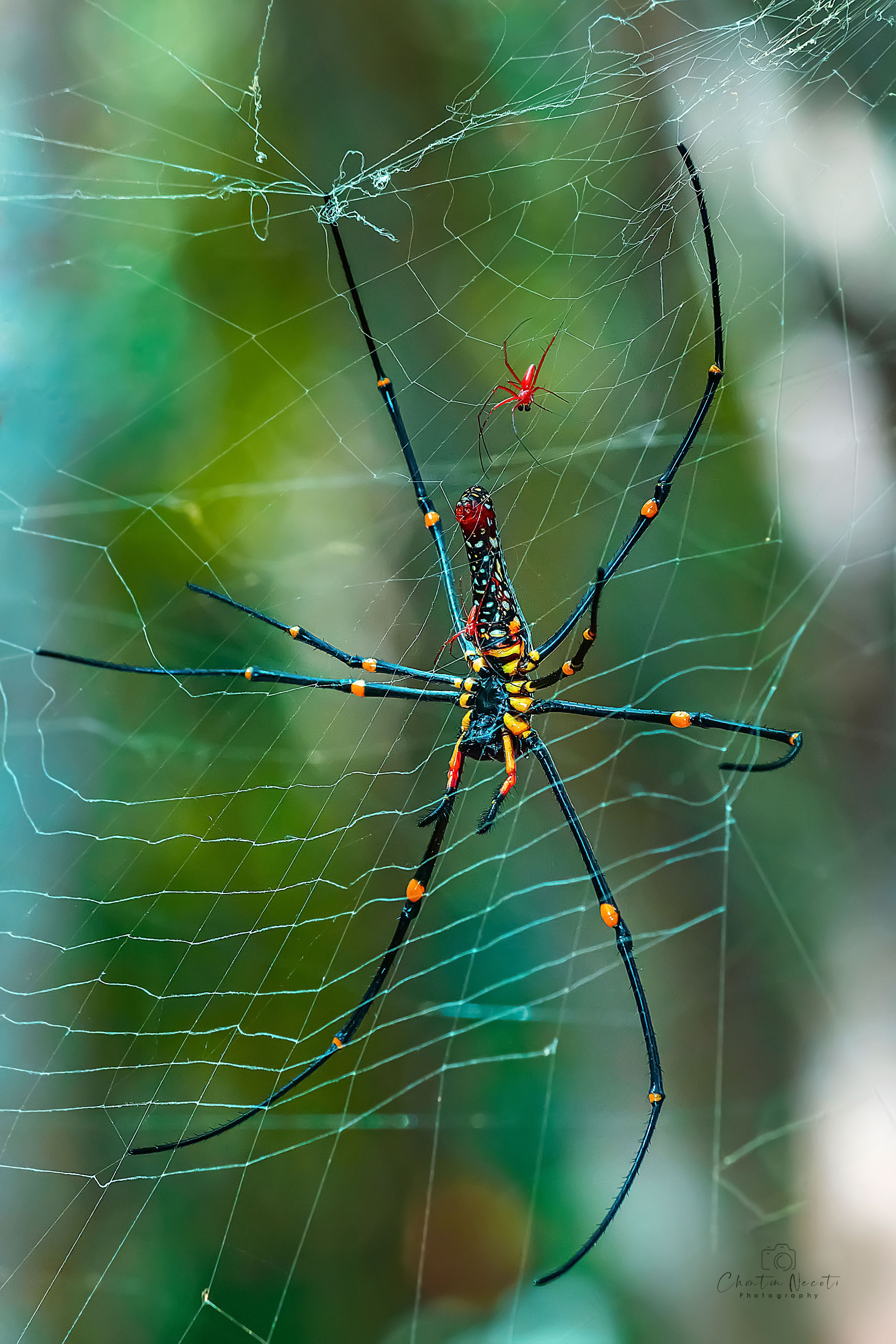 spider, big, animal, nephila, clavipes, outside, macro, focus, forest, female, long legs, nature, natural, NeCoTi ChonTin