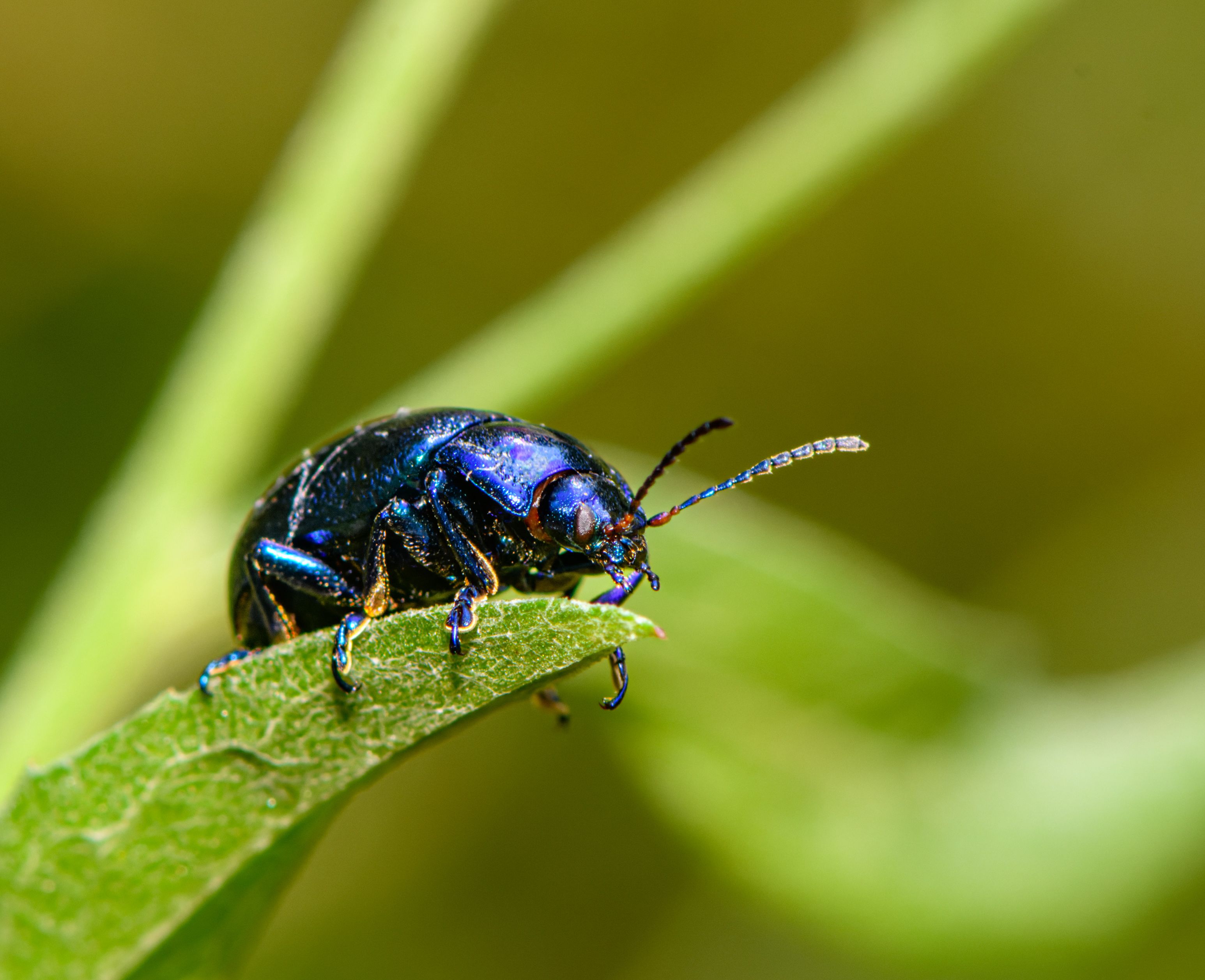 bug, beetle, blu, animal, insect,  Mykhailo