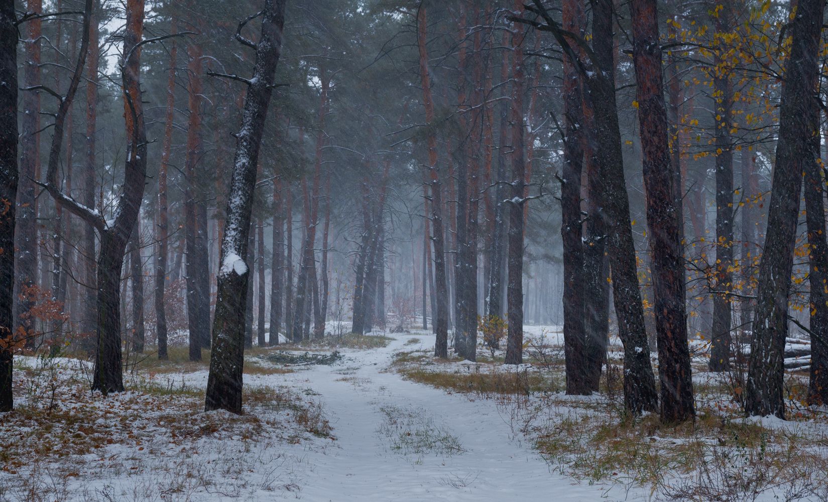 лес, осень, ноябрь, снегопад, Галанзовская Оксана