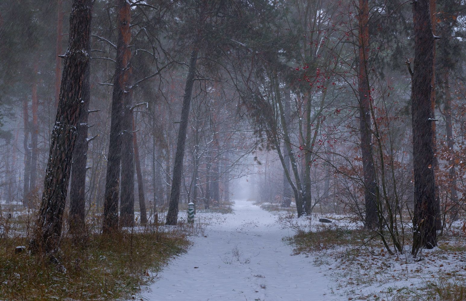 лес осень ноябрь снегопад, Галанзовская Оксана