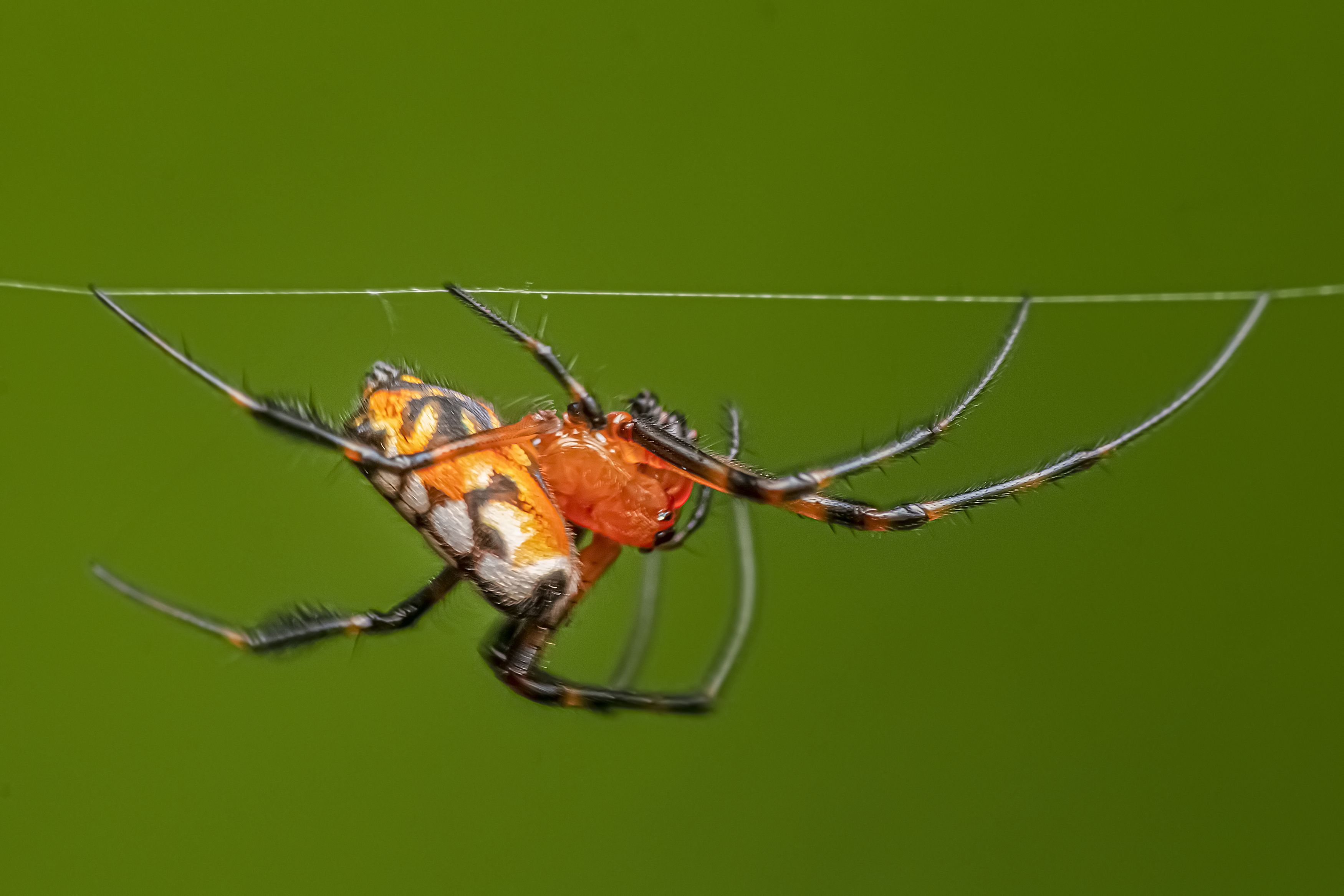 spider, animal, nature, natural, long legs, macro, beauty, beautiful, outdoor, NeCoTi ChonTin