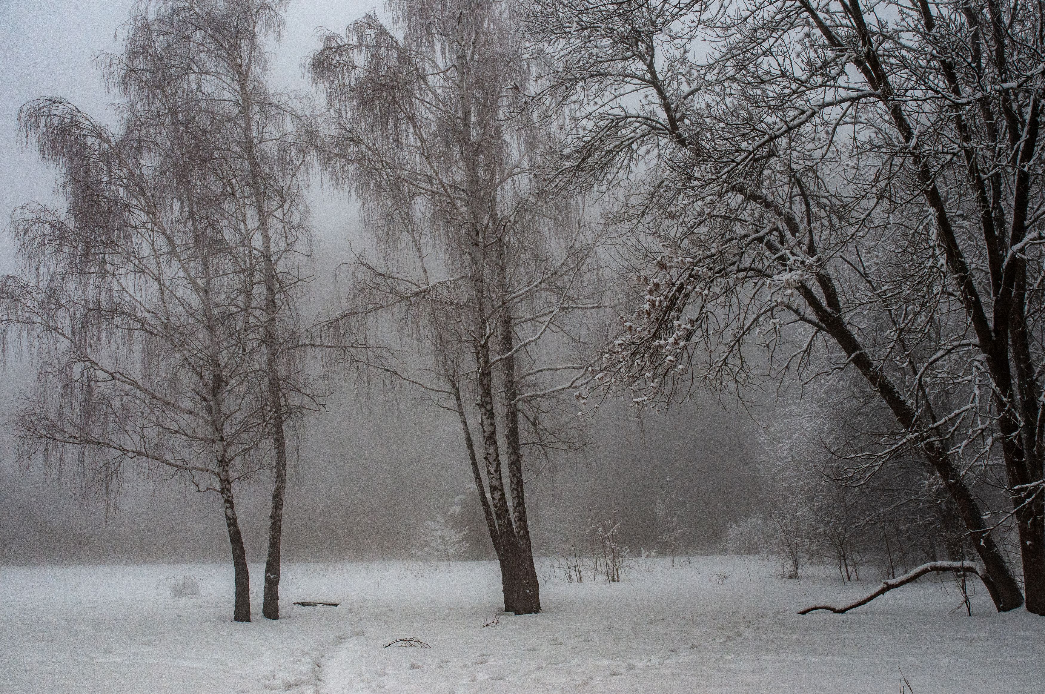 туман, зима, природа, березы, Виталий Маслов