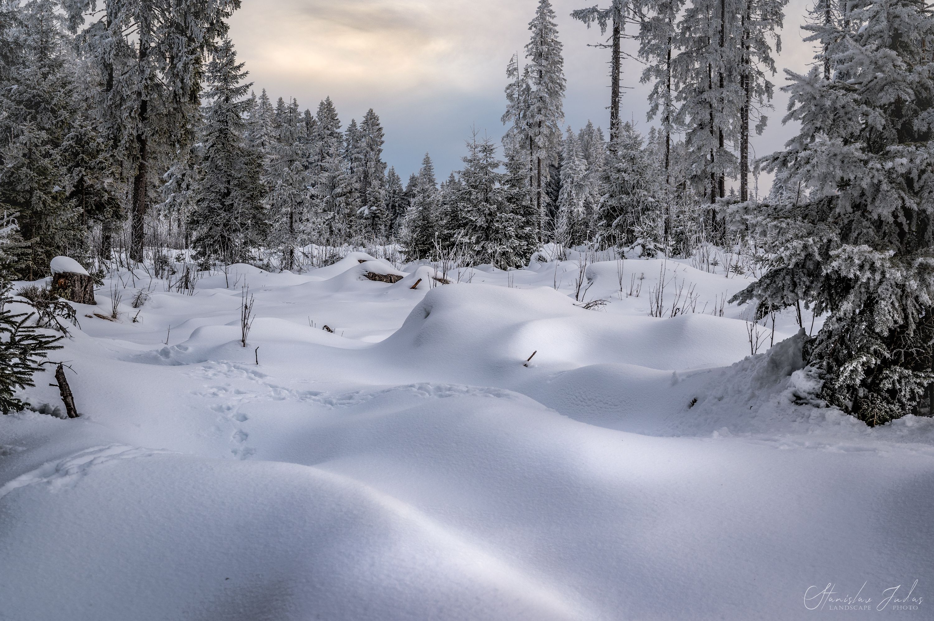 Winter, snow, freeze, forest, tree, sunset, Зима, снег, мороз, лес, дерево, закат, , Stanislav Judas