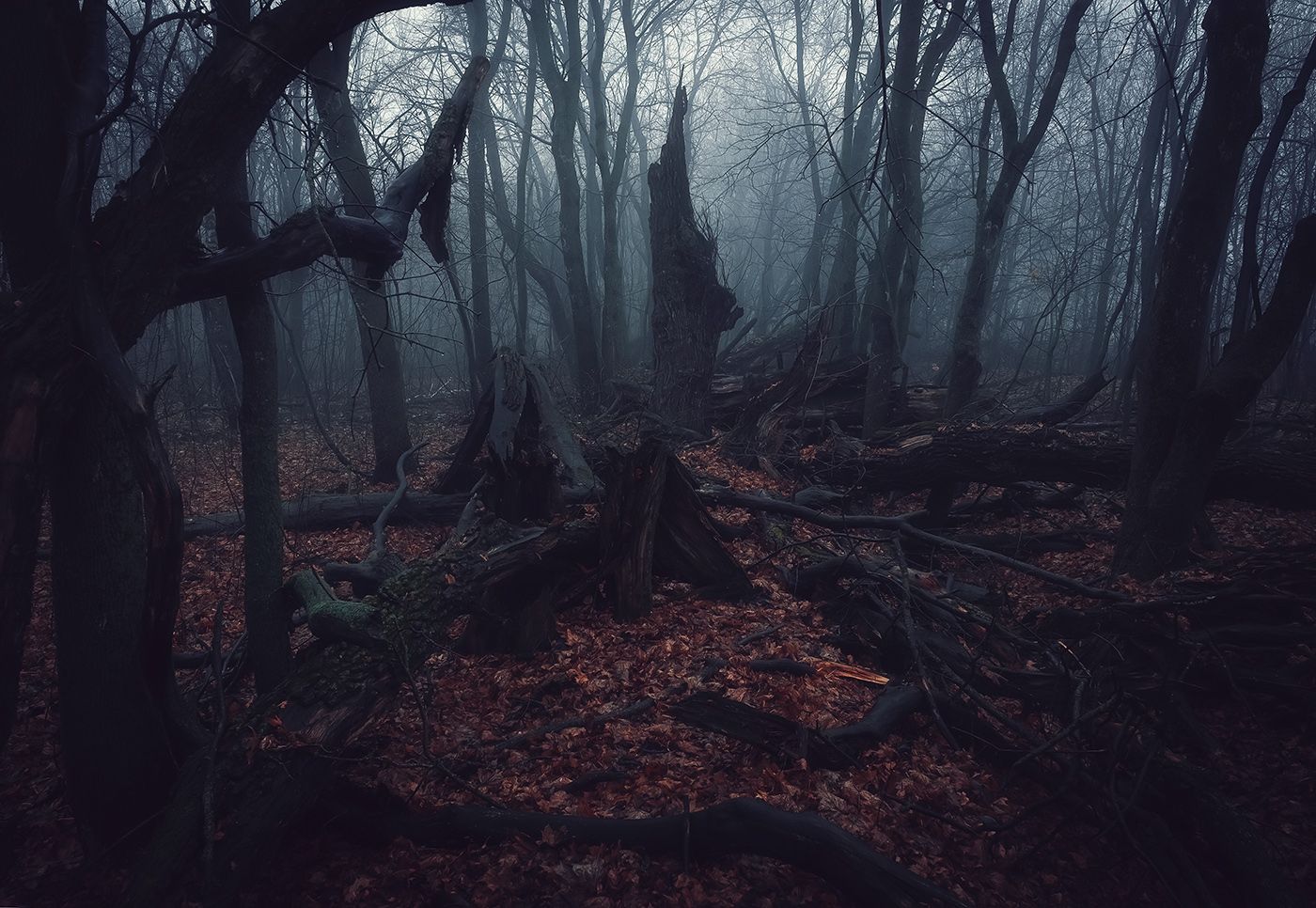 Заброшенный лес