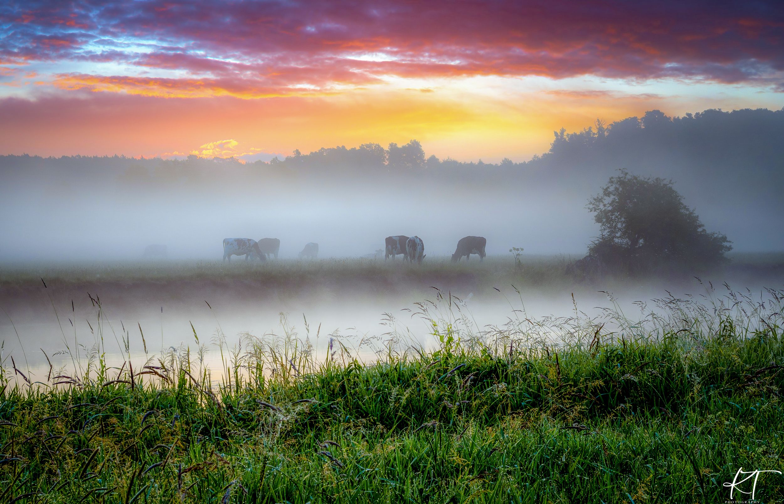 sunrise  cows  herd of cows  river  Gwda  landscape  nature  sky  clouds  fog  atmosphere  light  trees  forest  dawn, Krzysztof Tollas