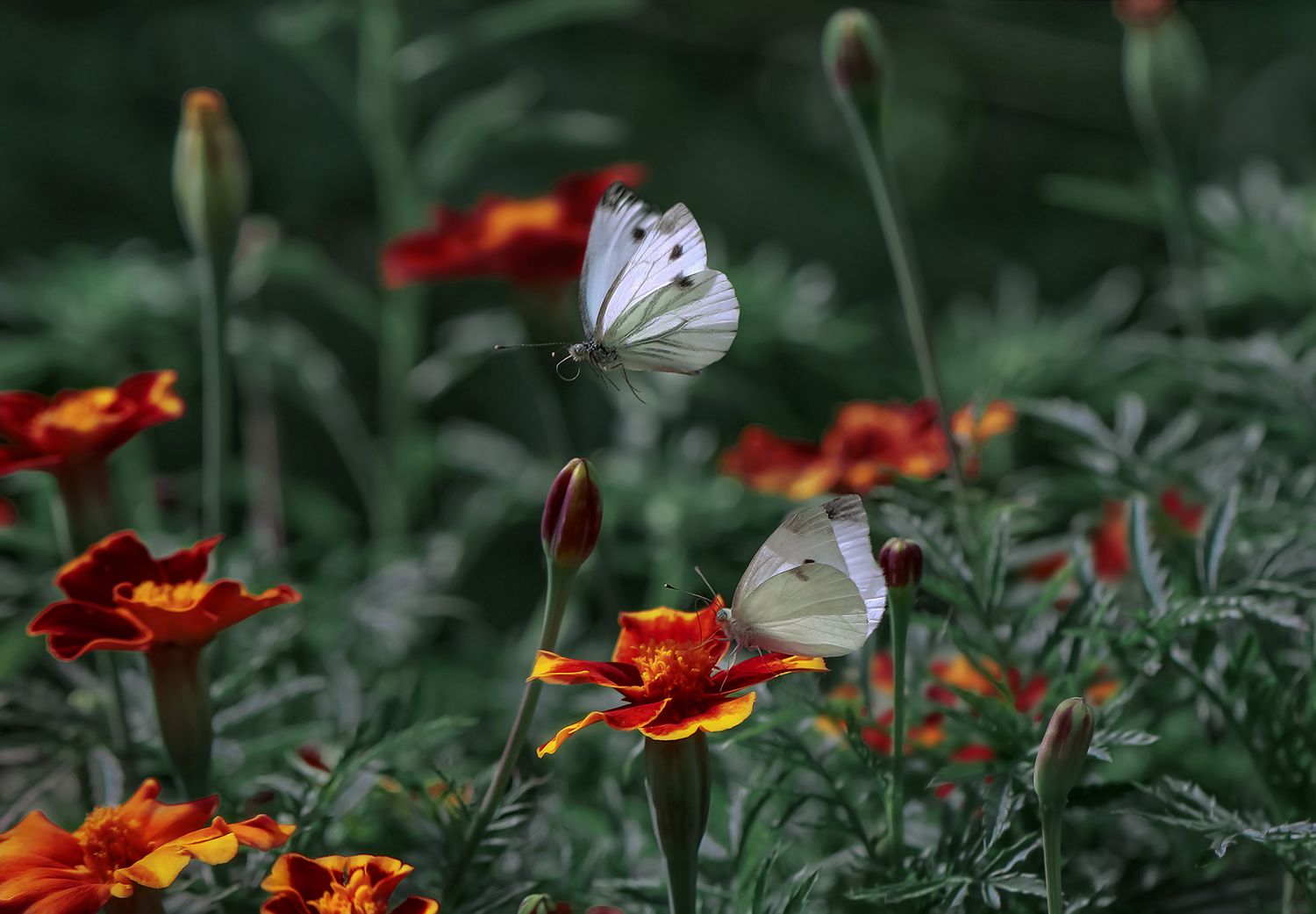 бабочка, полёт, макро, macro, butterfly, Ершова Юлия