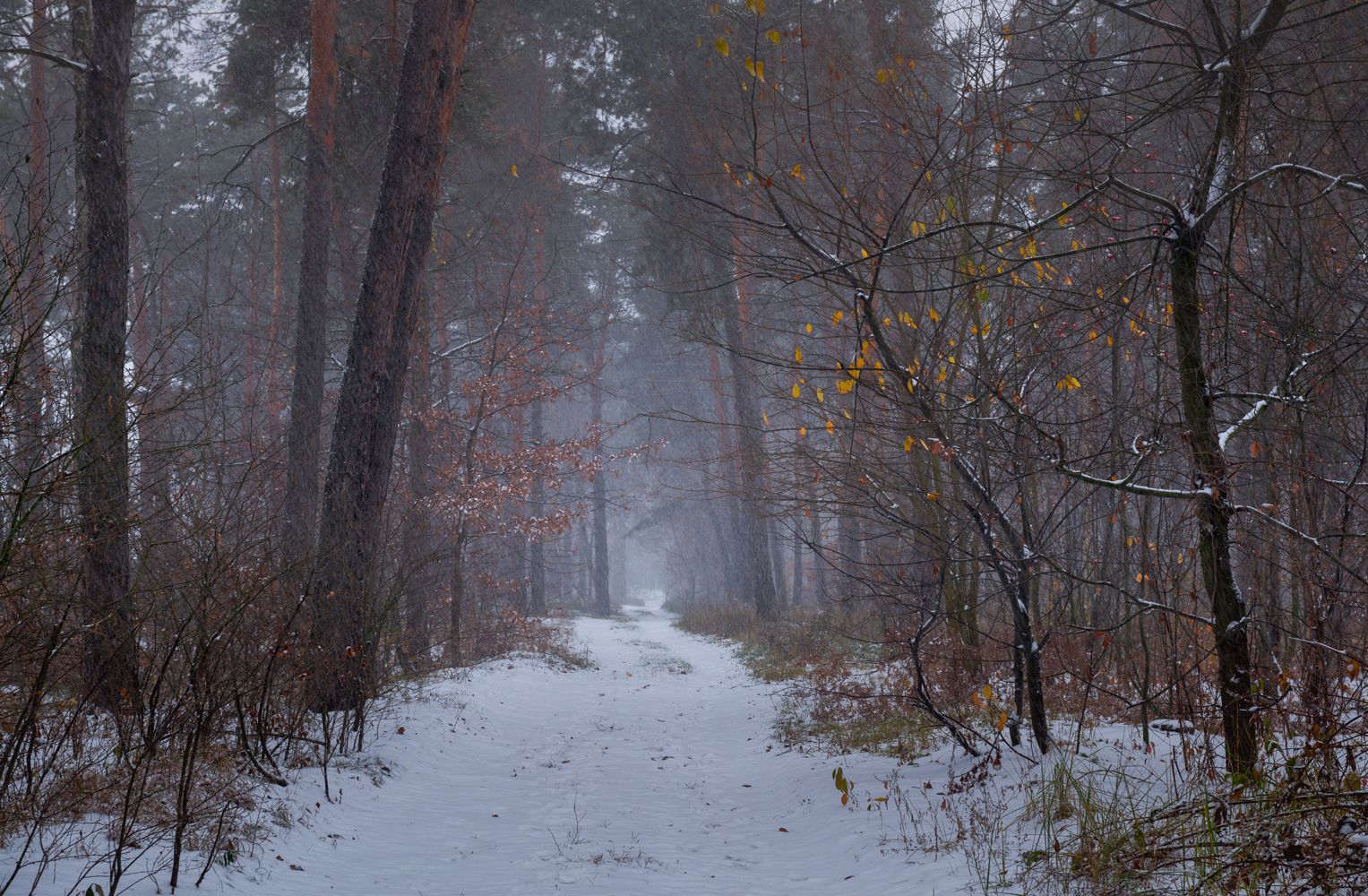 лес осень ноябрь туман сырость снегопад, Галанзовская Оксана