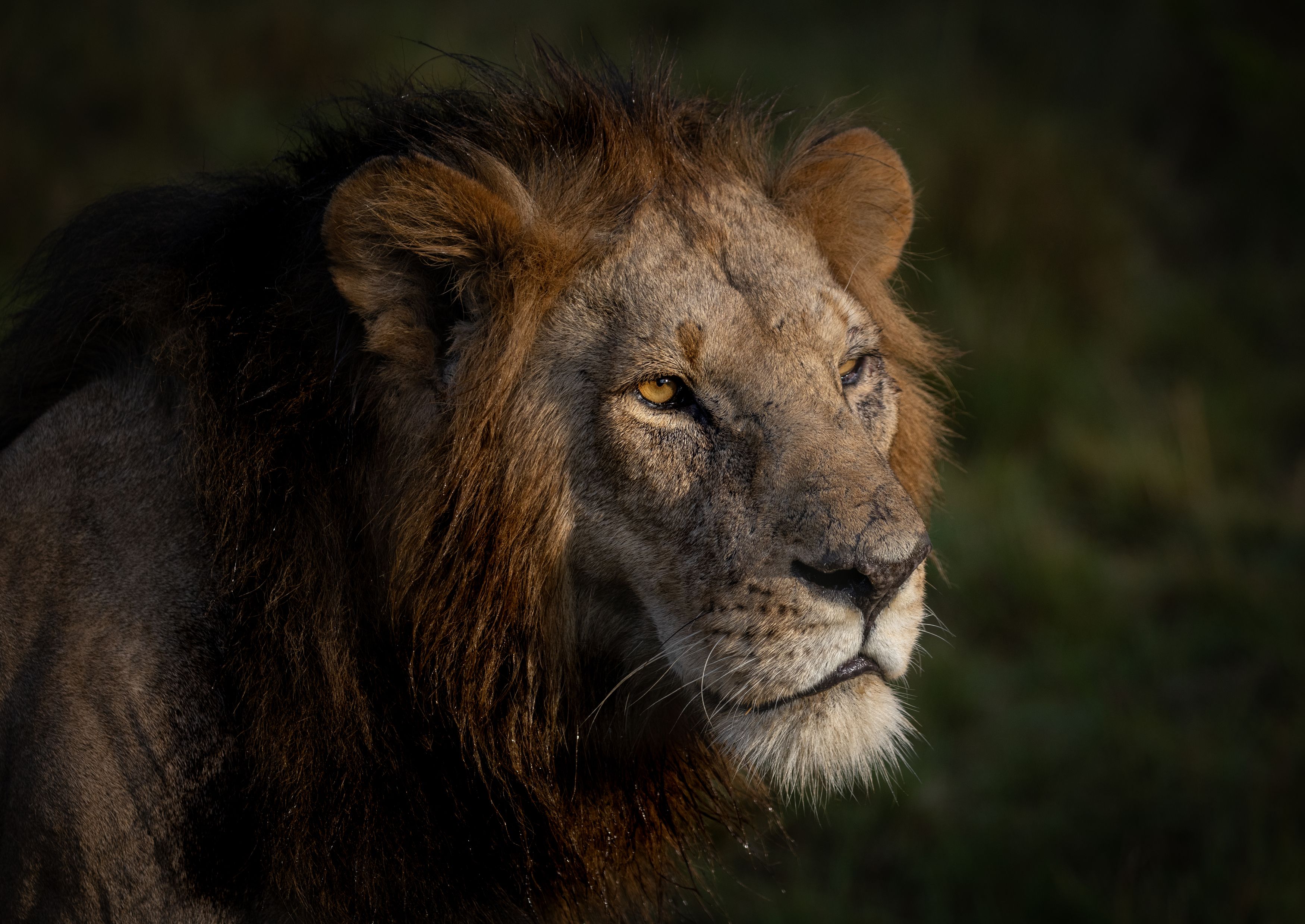 lion, big cat, africa, kenya, safari, animal, animals, lioness, lions, cat, cats, Roman Bevzenko