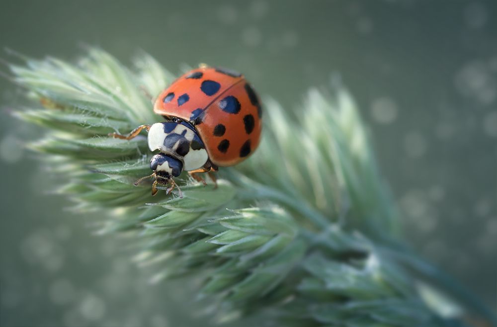 #божьякоровка #ladybug #макро #macro #калининград #волшебноемакро, Марина Хилько