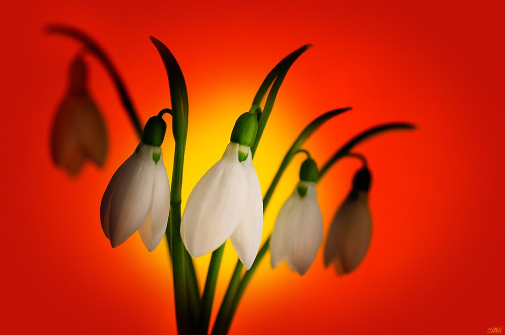 close-up, color, colors, color image, flower, green, macro, nature, photography, red, snowdrop, spring, sunset, white, yellow,, Dr Didi Baev