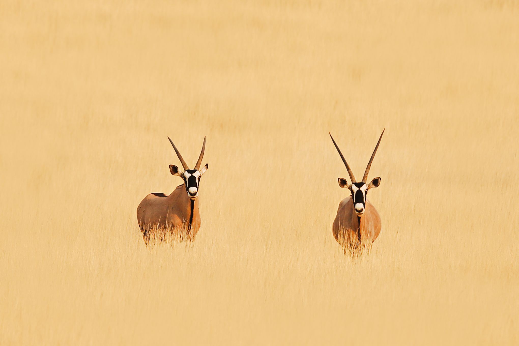 #африка #намибия #орикс #калахари #africa #namibia #oryx, Наталия Деркач