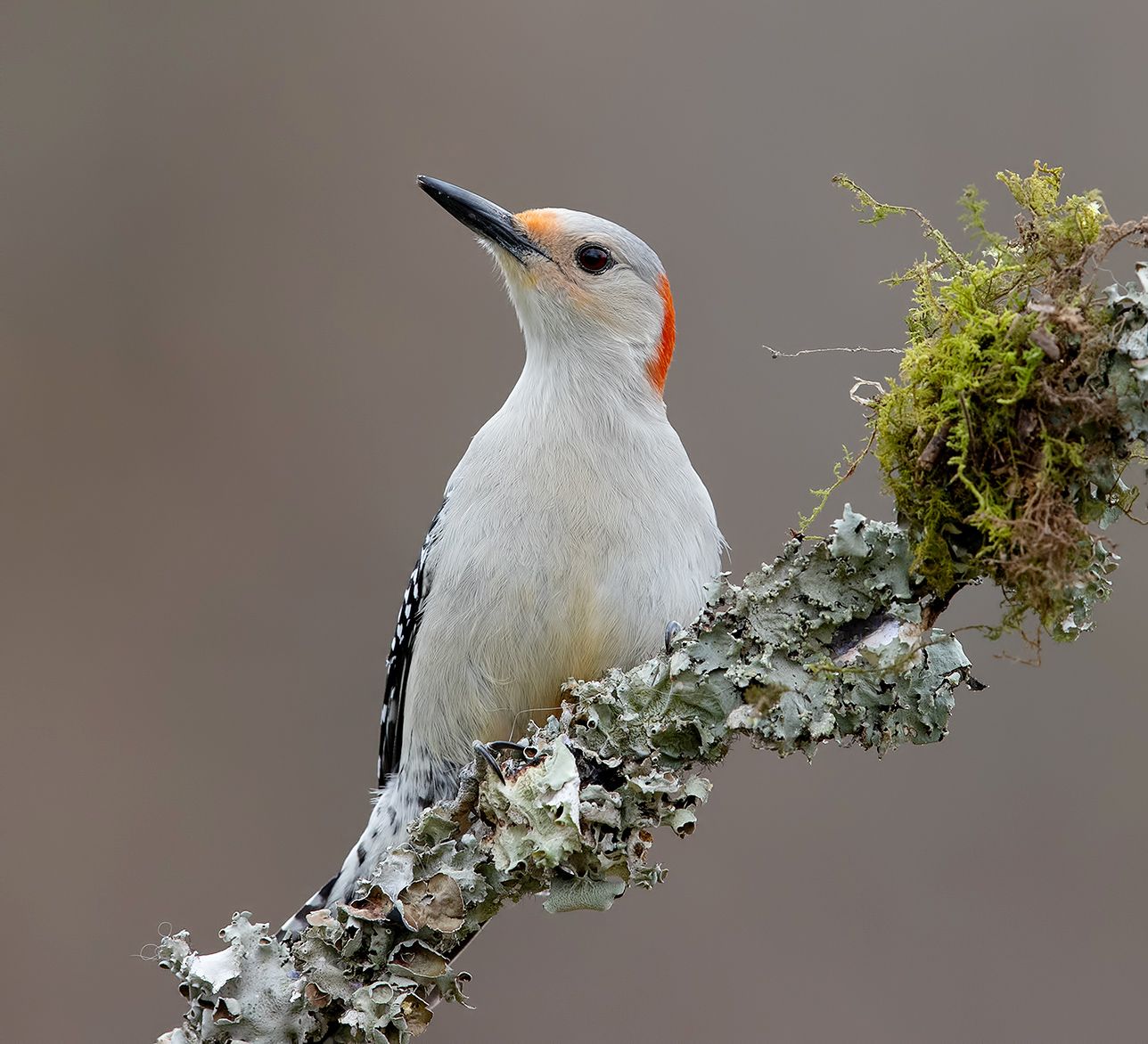 дятел, каролинский меланерпес, red-bellied woodpecker, woodpecker, Elizabeth Etkind