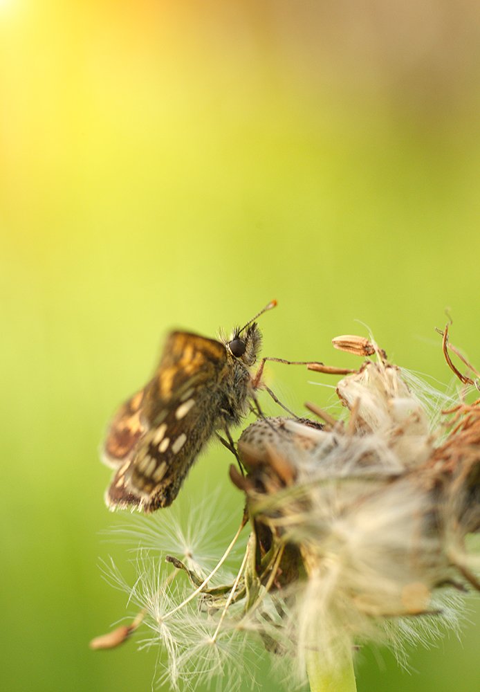 closeup, fuji x-pro1, leica macro-elmarit 60/2.8, macro, Alexey Gnilenkov