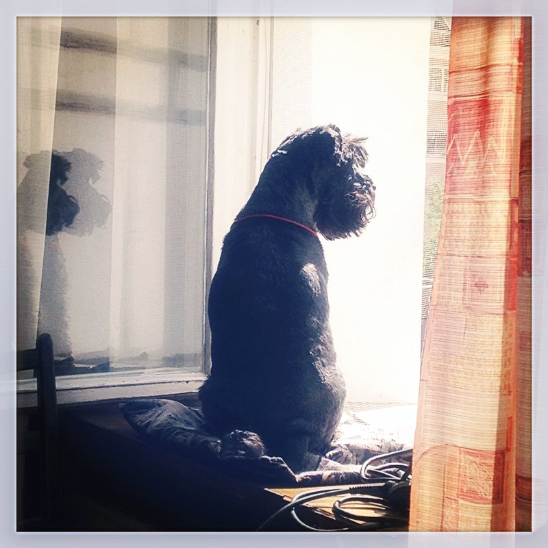 собака, лето, окно, цвергшнауцер, Maria V. Gorskaya