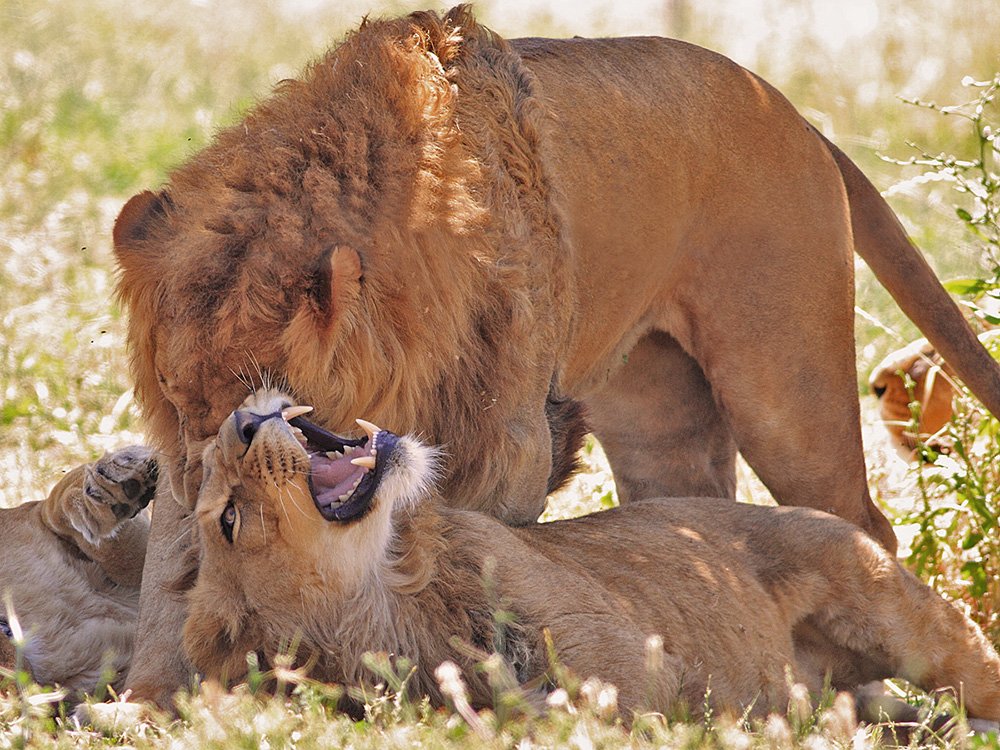 400mm, 7D, Animals, Lion, Pride, Животные, Лев, Yuri Gomelsky