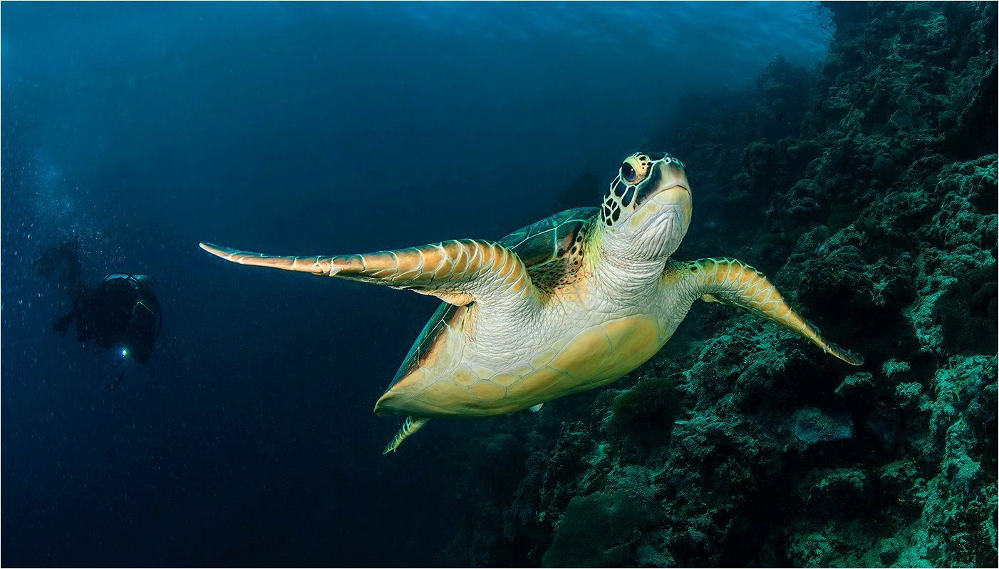 индийский океан, черепаха, филиппины, Сергей Гаспарян