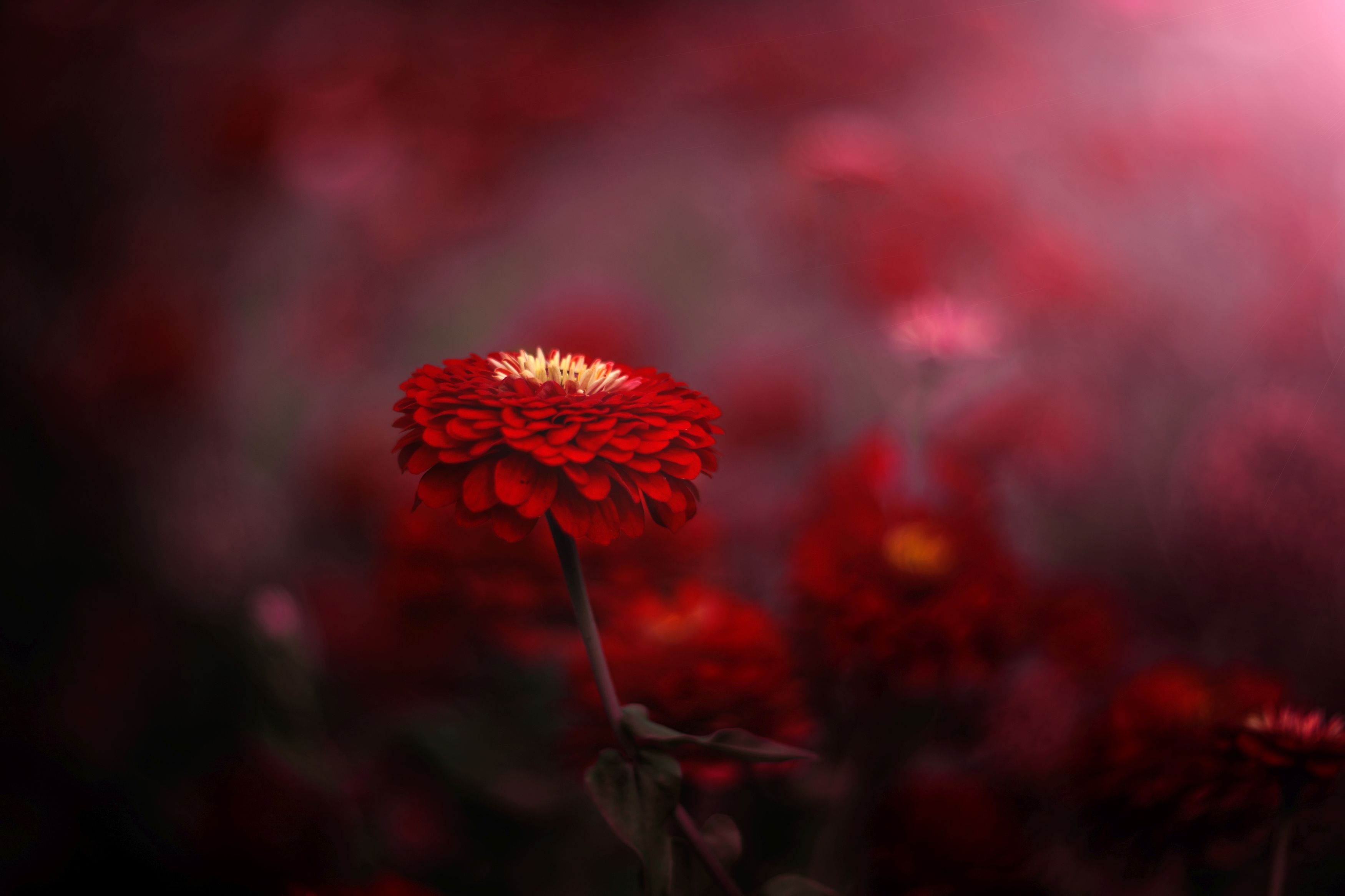red,flowers,nature,light,bokeh,zenit,helios,nikon,, Борислав Алексиев