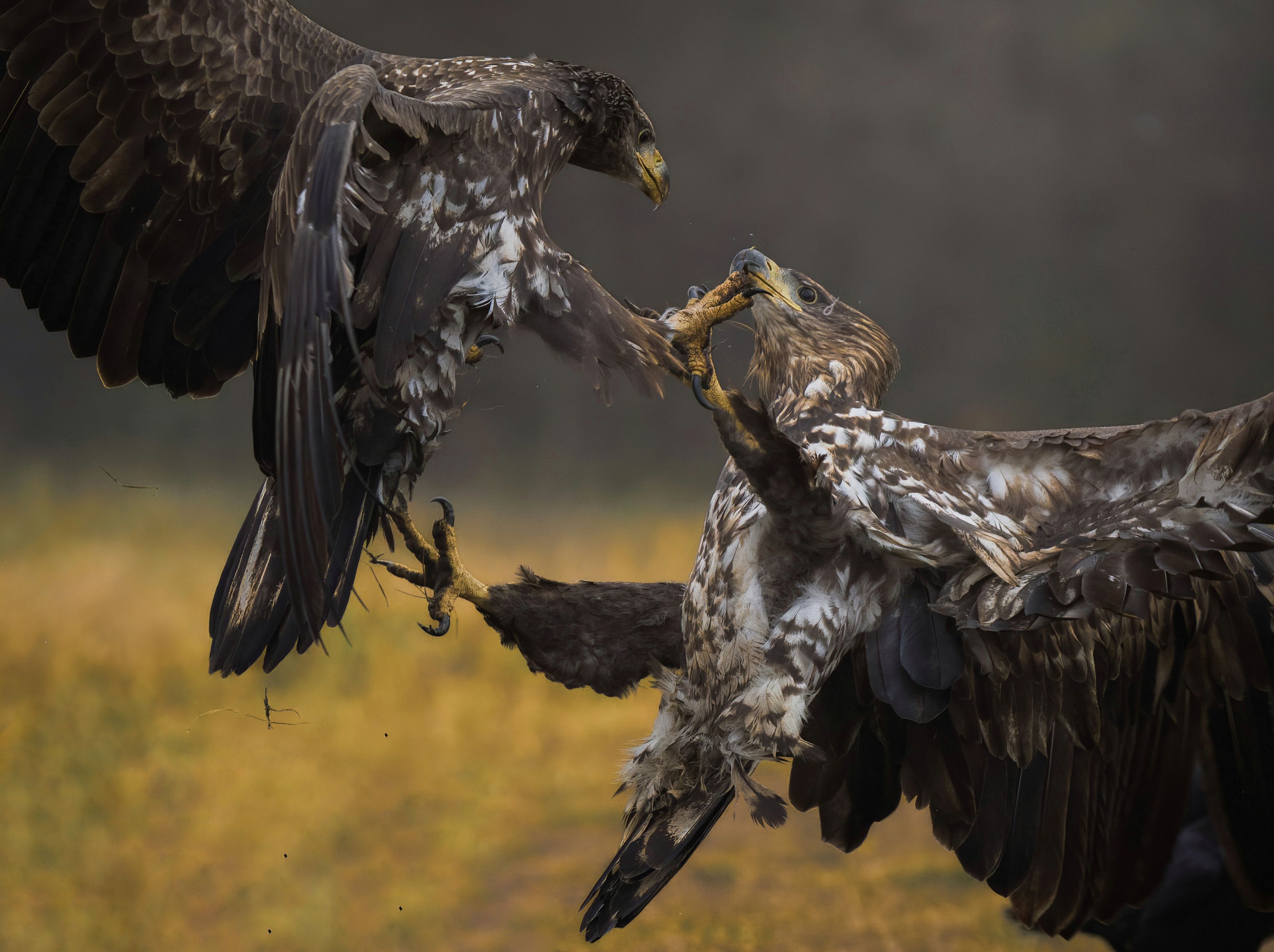 bird, birds, birdsofpray, raptors, white-tailed eagles, forest, dusk, action, nature, wildlife, animals, Wojciech Sobiesiak