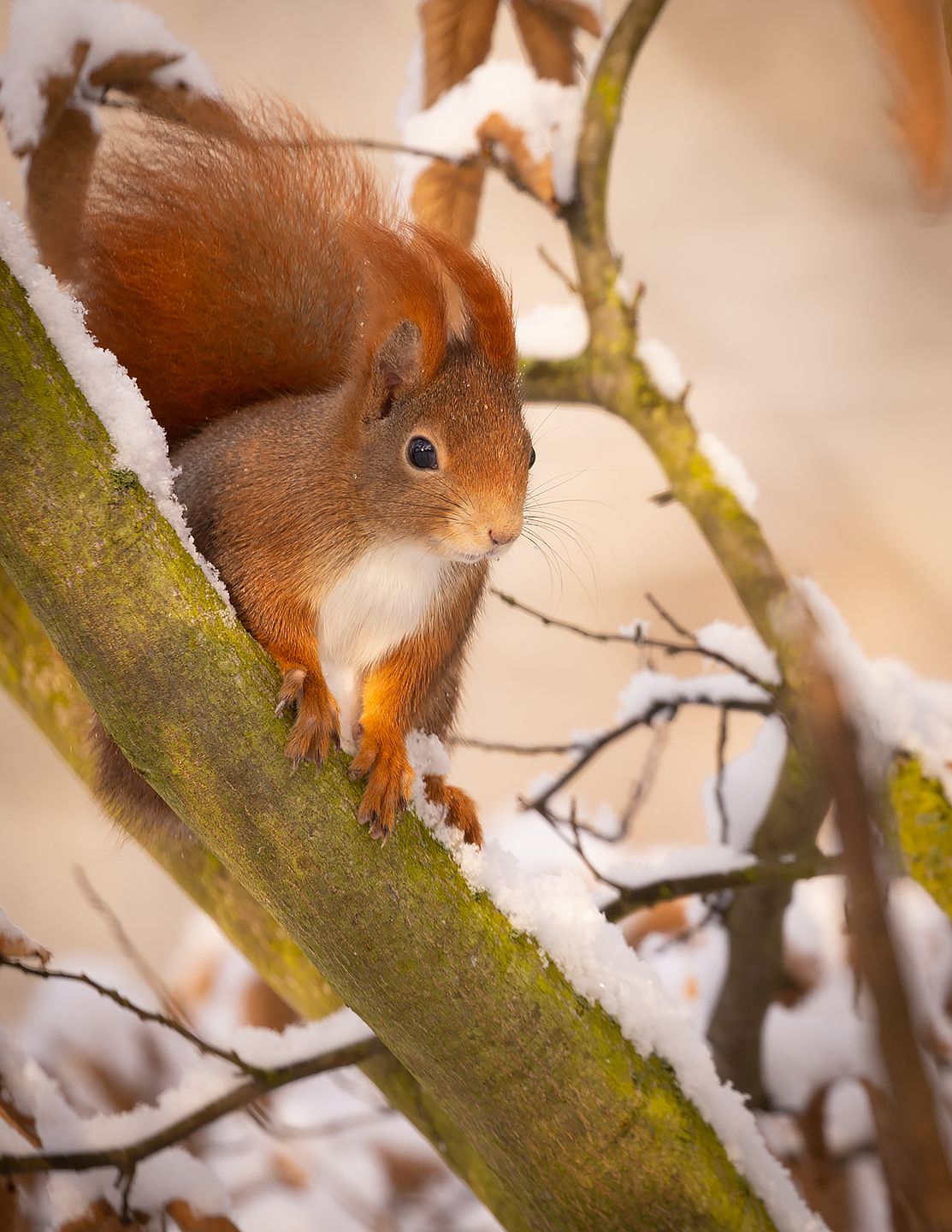 , Robert Adamec