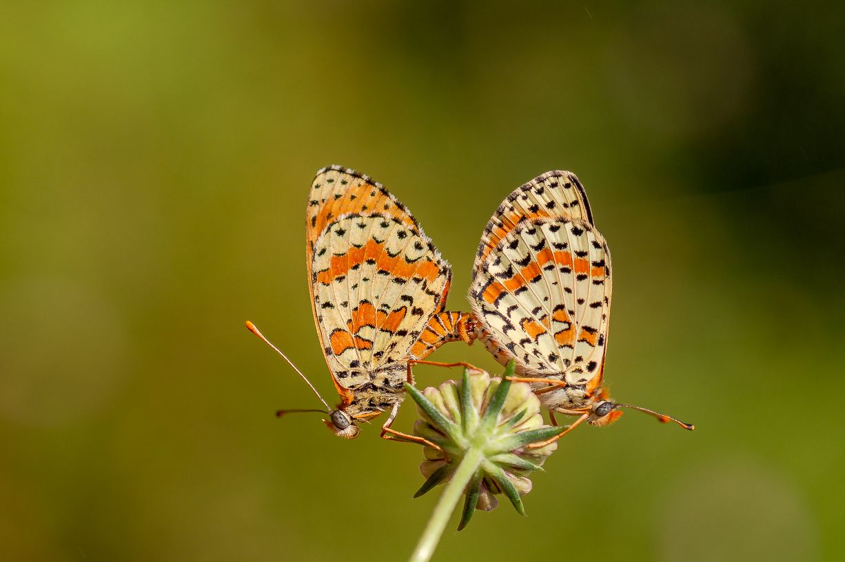 butterfly,benekli i̇parhan , melitaea didyma /,spotted fritillary /,red-band fritillary,kelebek, irfan