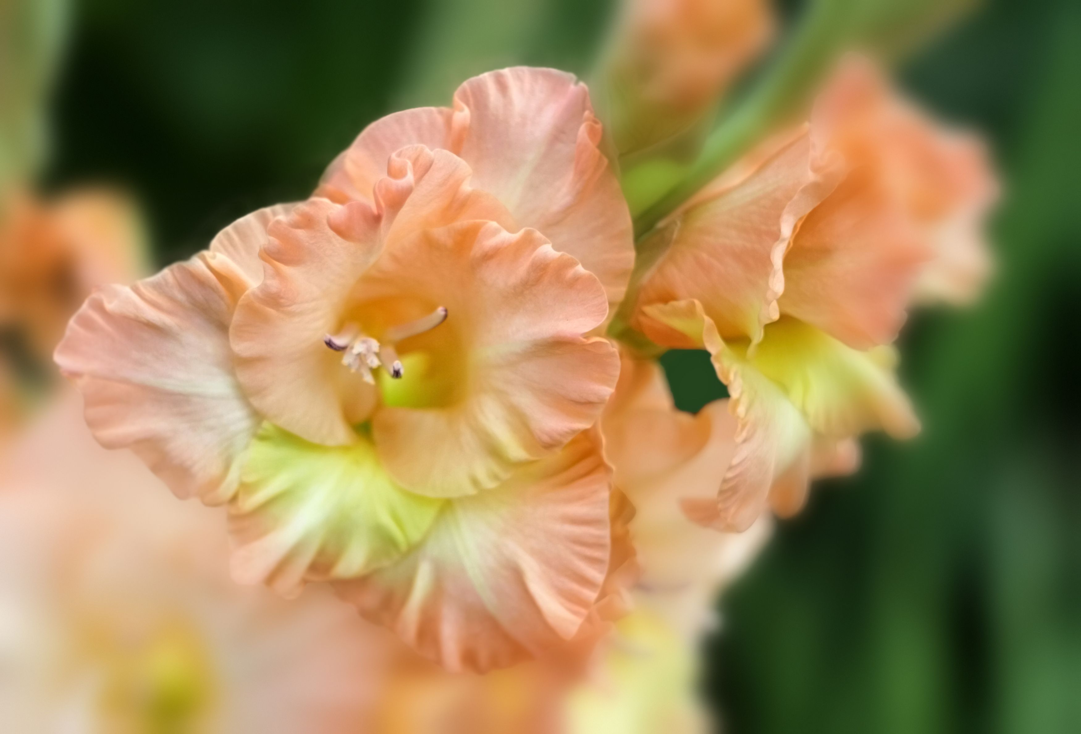 pink, gladiolus,  blurred background, flower, flora, DZINTRA REGINA JANSONE