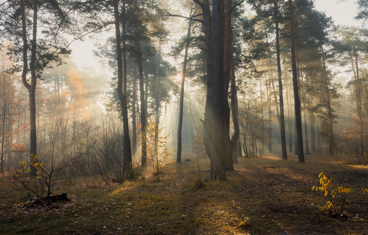 лес осень октябрь туман свет лучи рассвет, Галанзовская Оксана