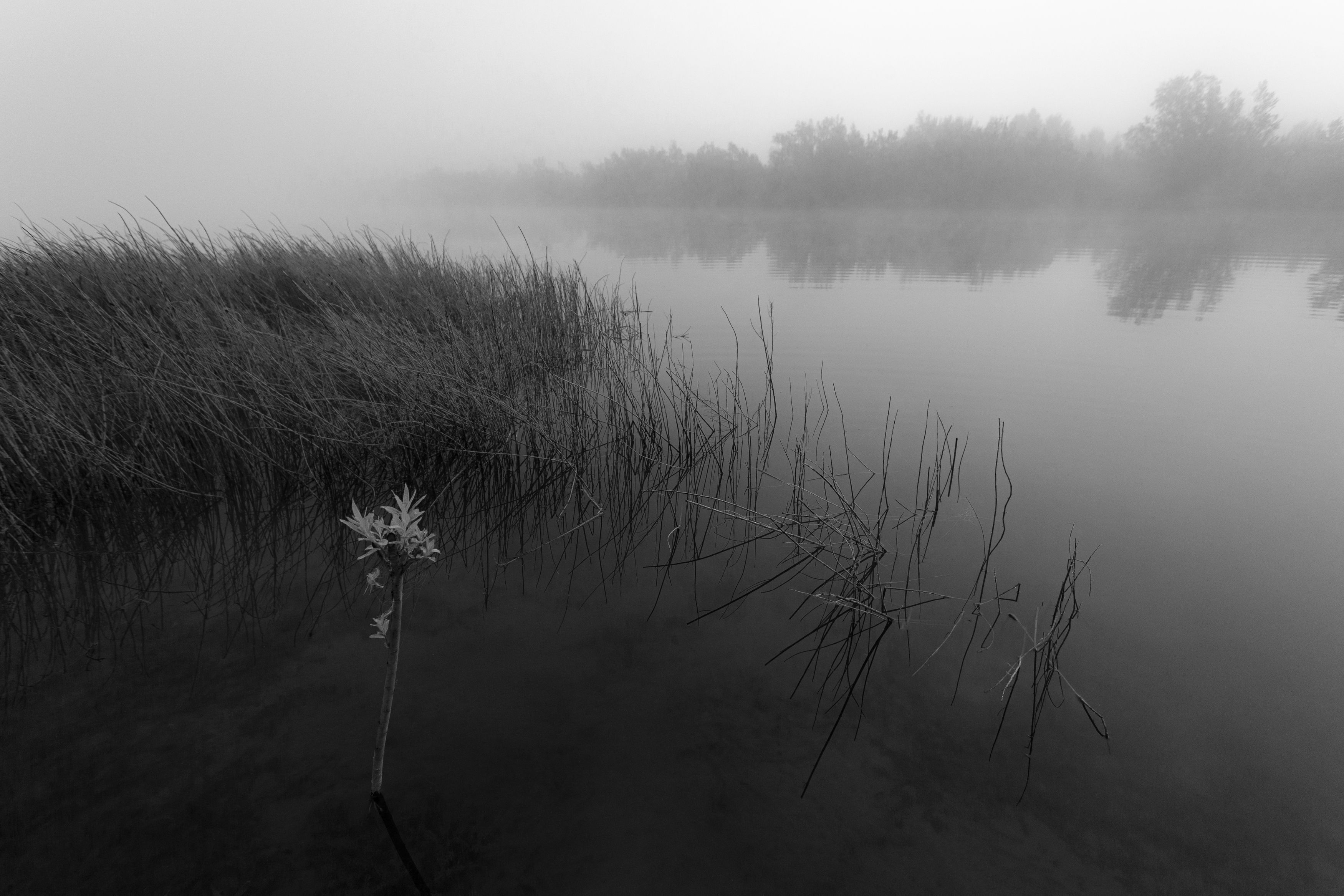 черно-белый пейзаж, Андрей Логвинович