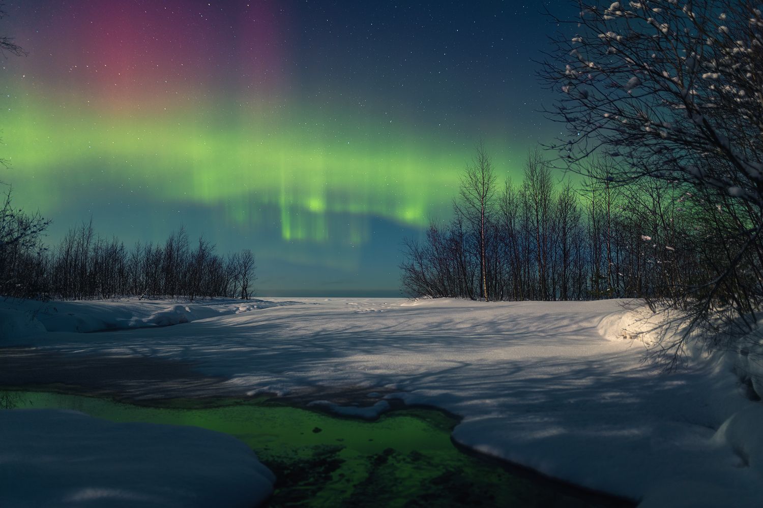 aurora borelias, northen lights, winter, forest, Elena Gureva