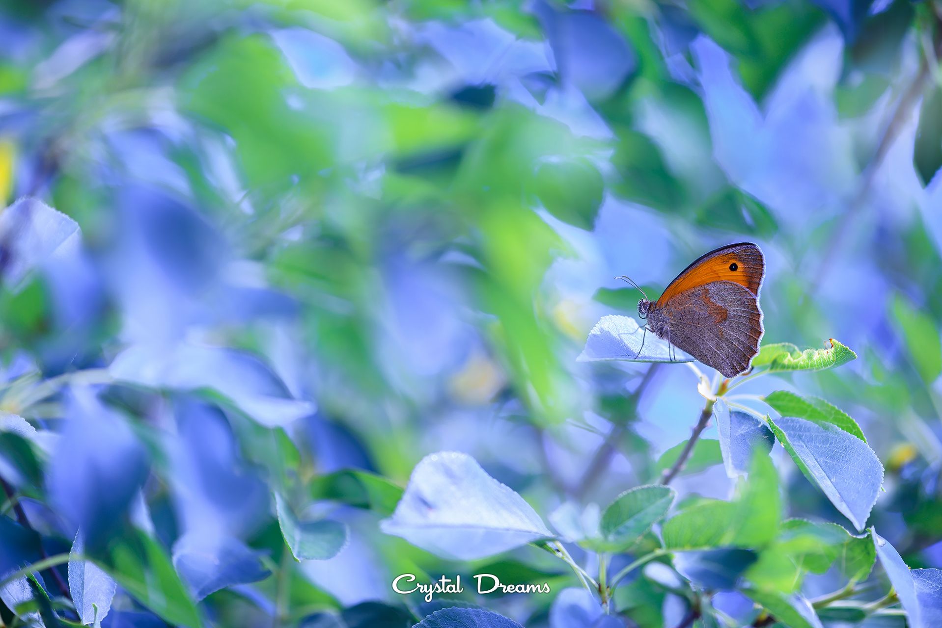 crystal dreams, macro, summer, color, art, nature, Татьяна Крылова