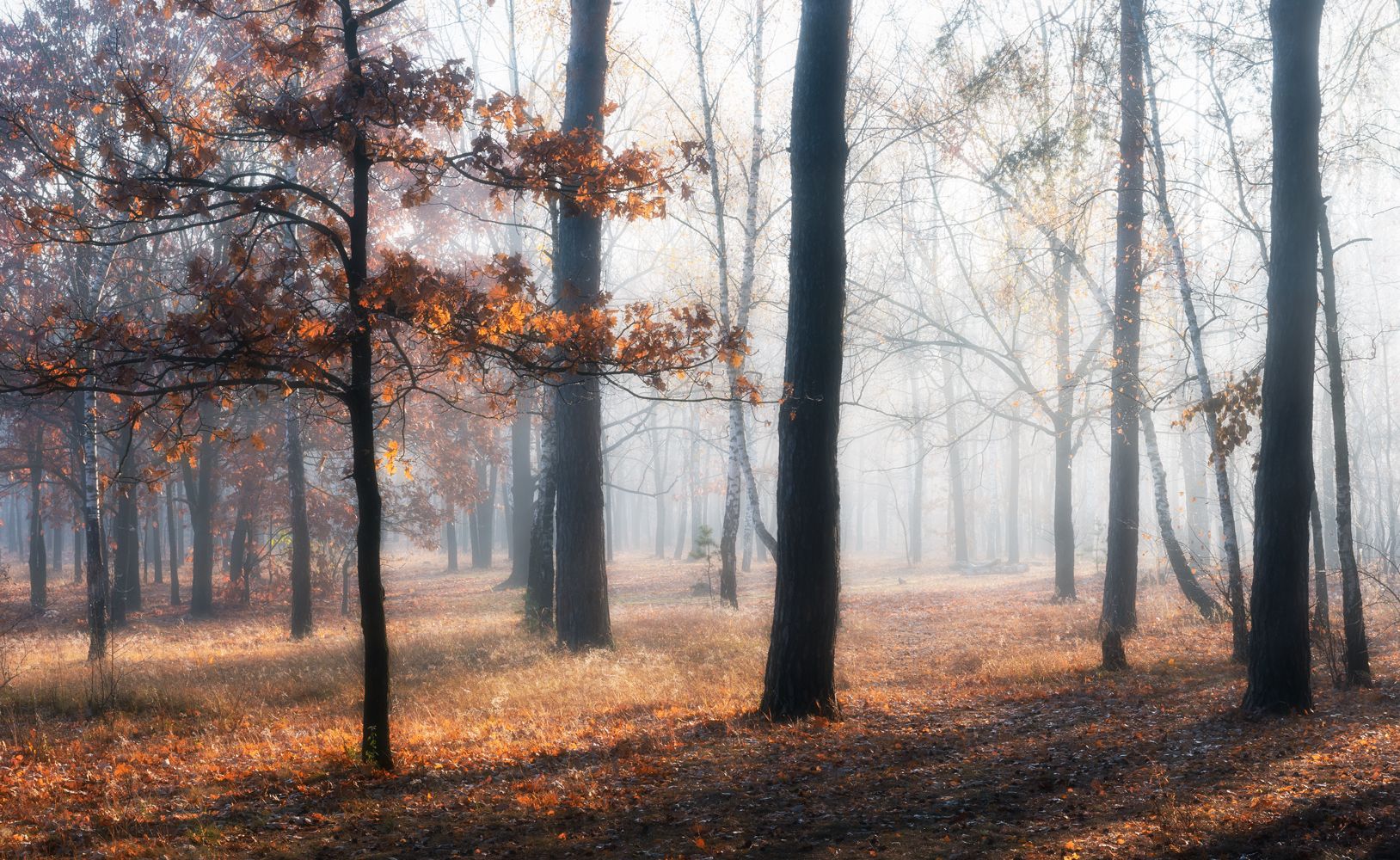 лес осень октябрь туман свет  рассвет, Галанзовская Оксана