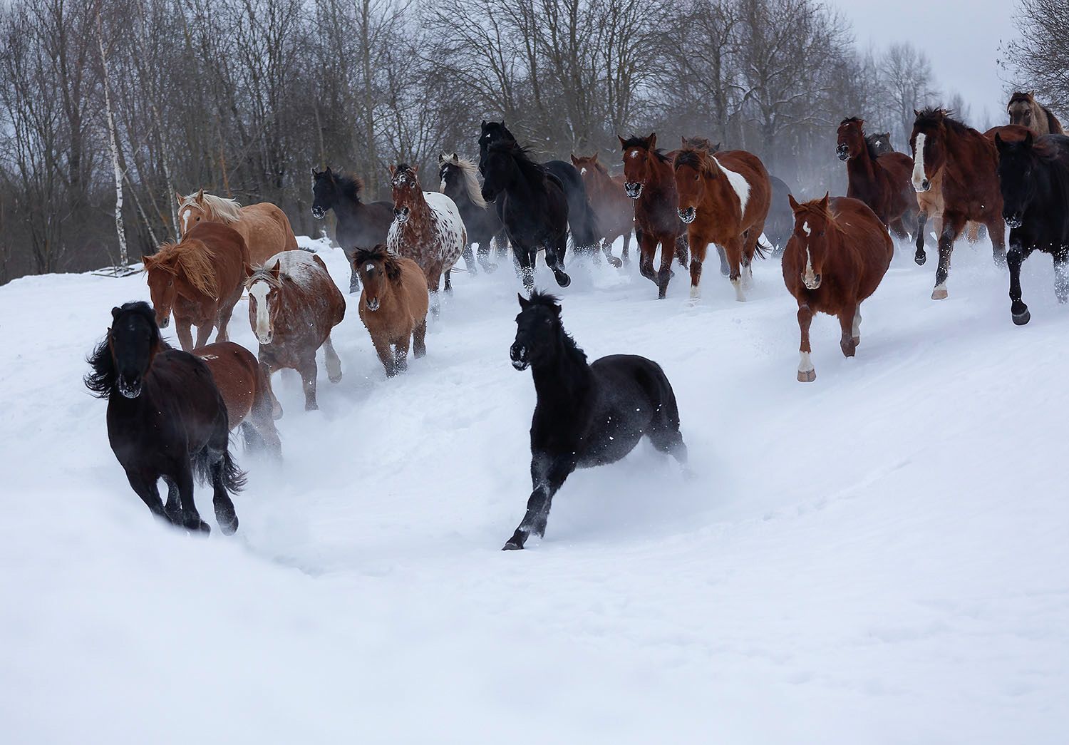 лошади,табун,галоп, движение,зима, horses,herd,gallop, winter, nature, Юлия Стукалова