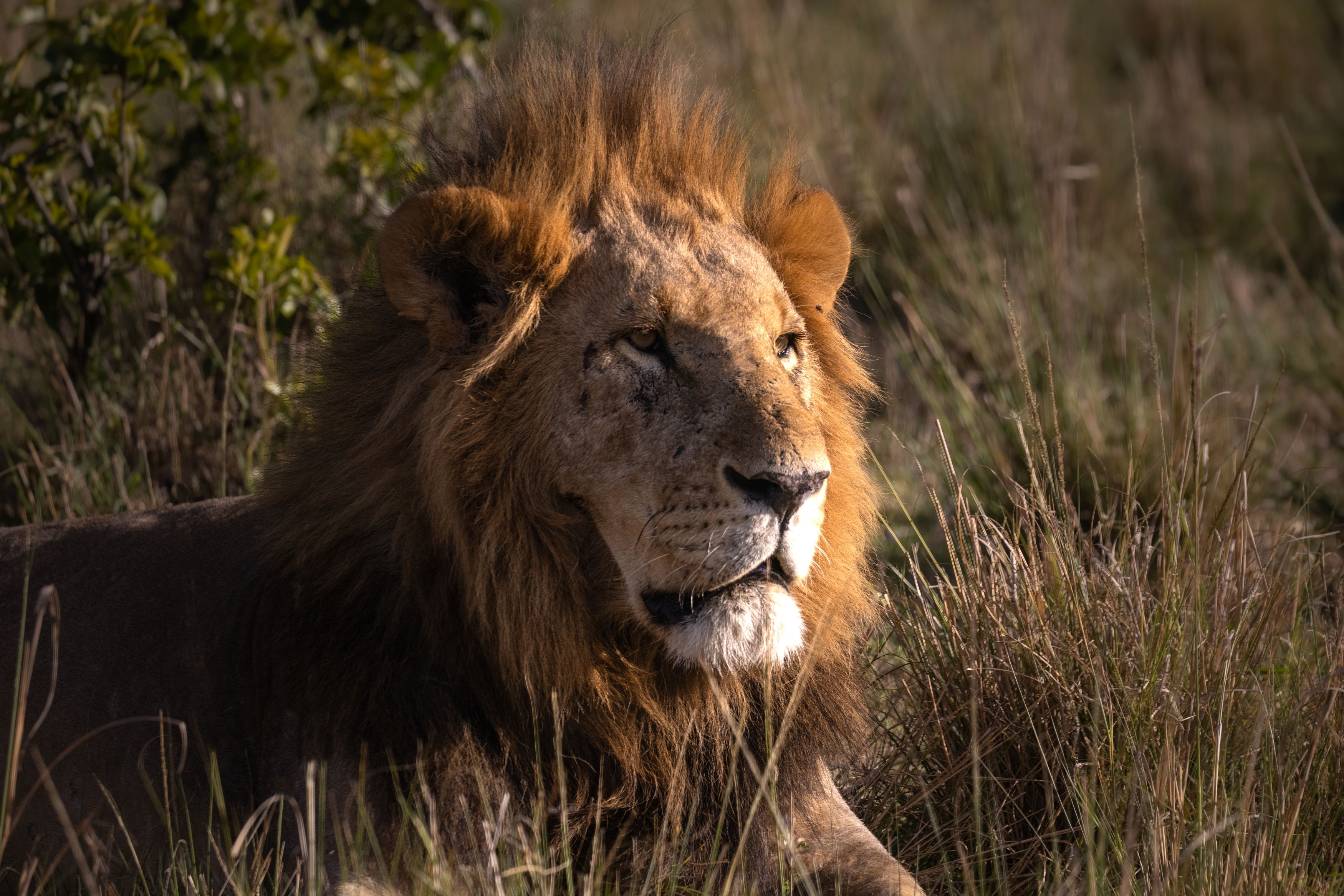 lion, lioness, big cat, cat, predator, africa, kenya, safari, animal, animal portrait, лев, африка, кения, сафари, масаи мара, masai mara, Roman Bevzenko