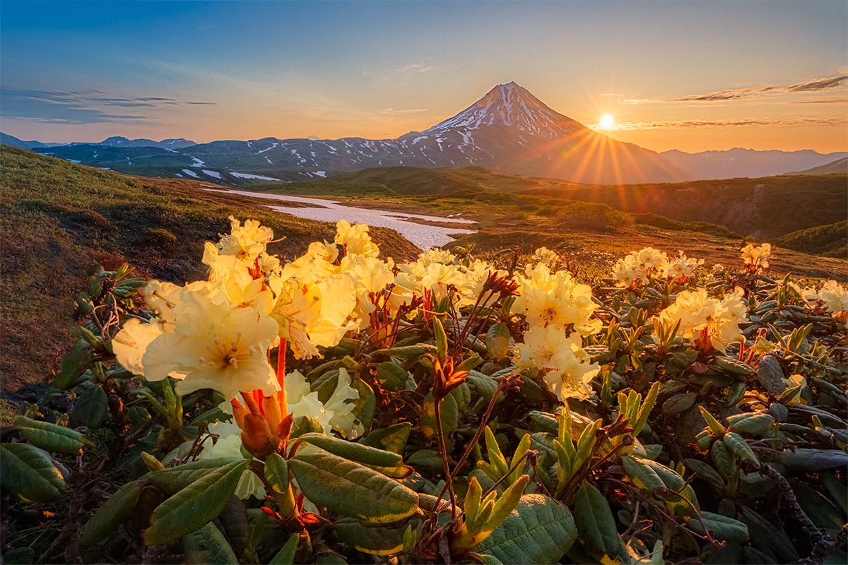 Камчатка, вулкан, рассвет, природа, путешествие, фототур, пейзаж, цветы, Денис Будьков