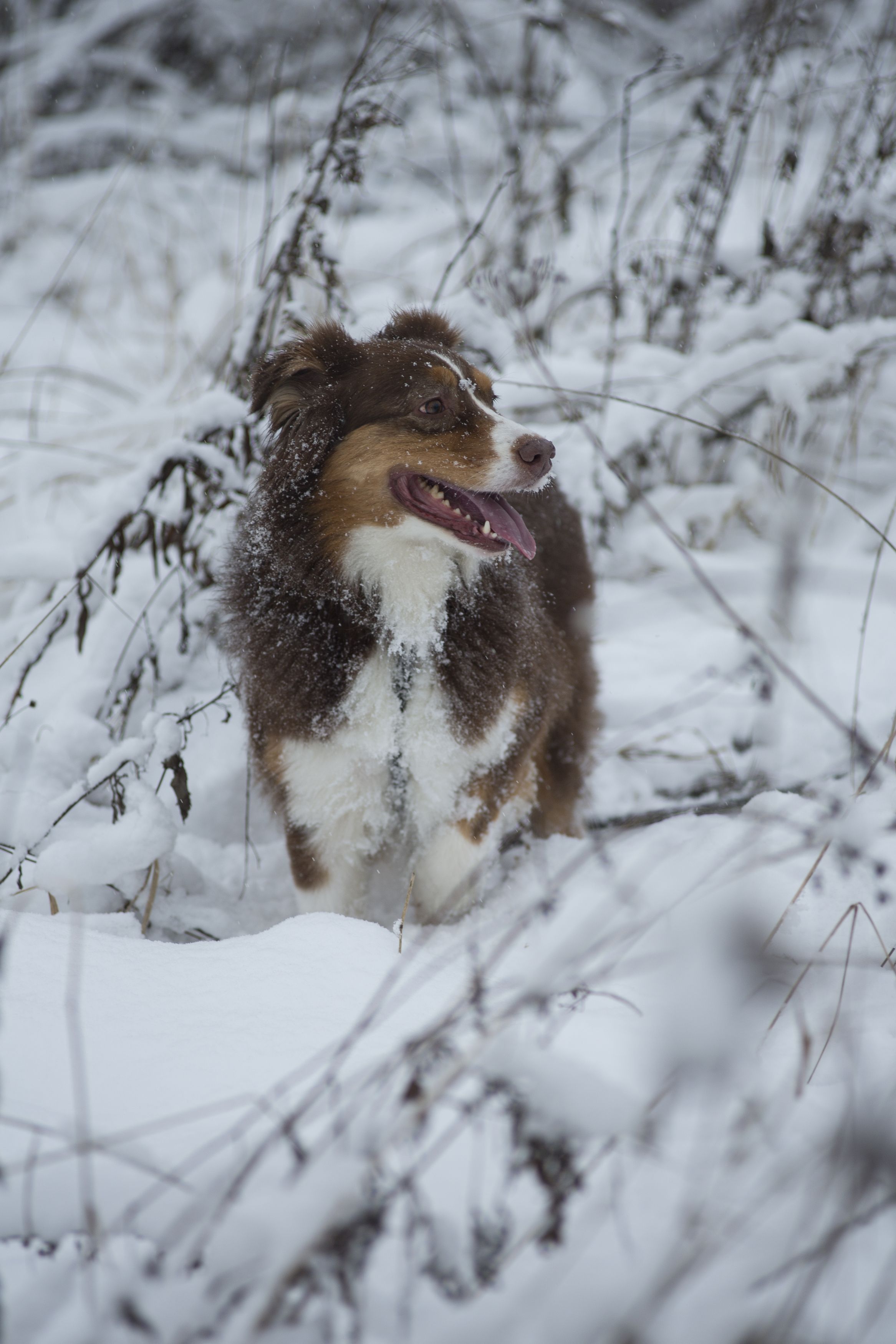 Счастливый пес. Фотограф Julia Vikhrova