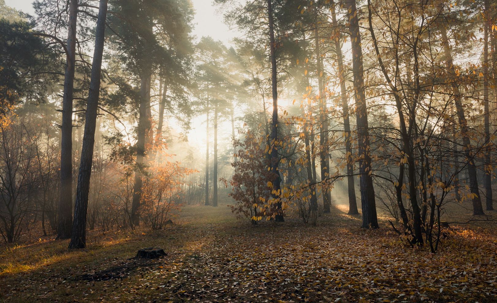 лес осень октябрь туман свет лучи рассвет, Галанзовская Оксана