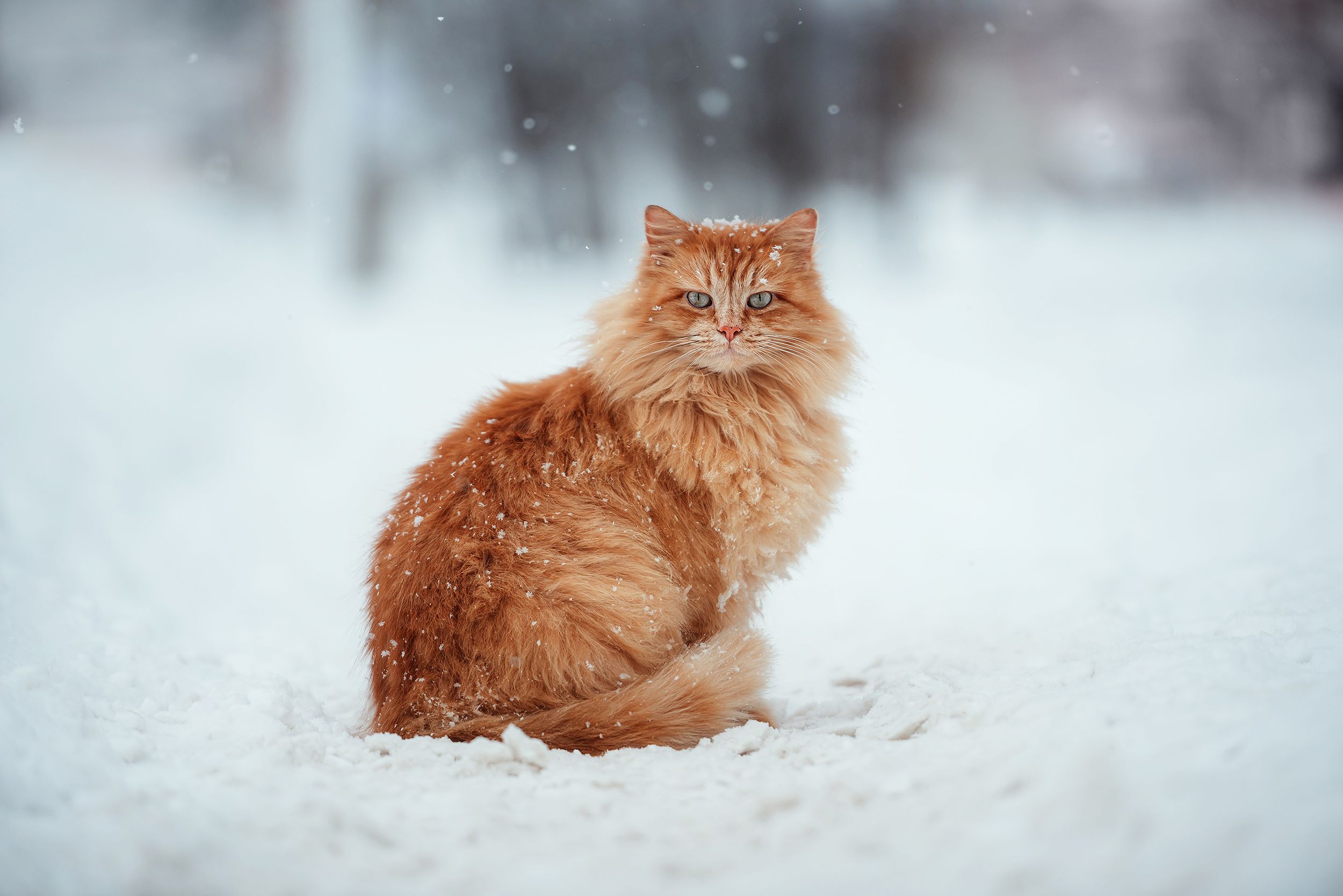 Рыжий кот в зимних декорациях. Photographer Salnikov Evgeniy