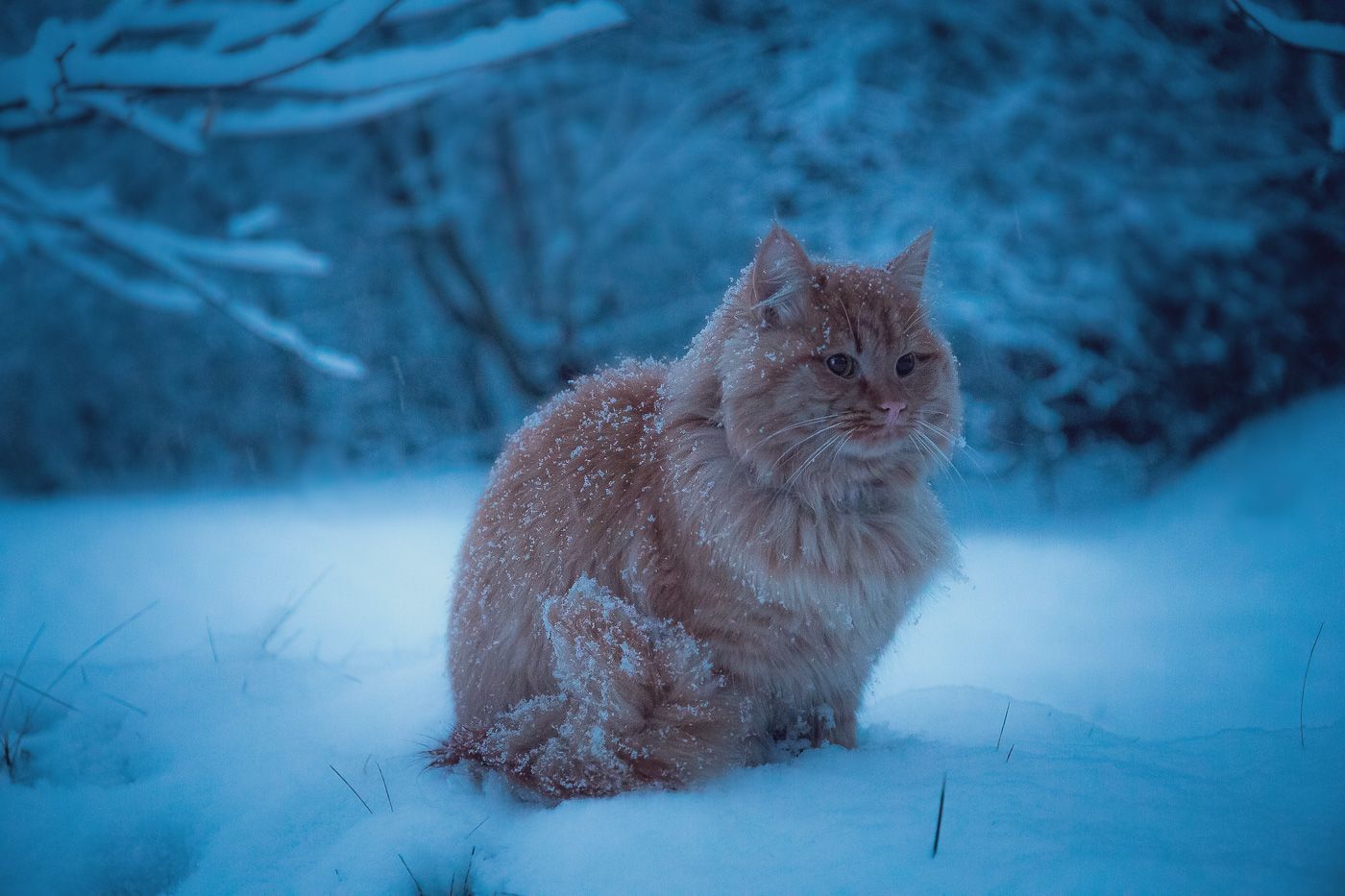 зима, рассвет, снег, кот, рыжий, Алексей Юденков