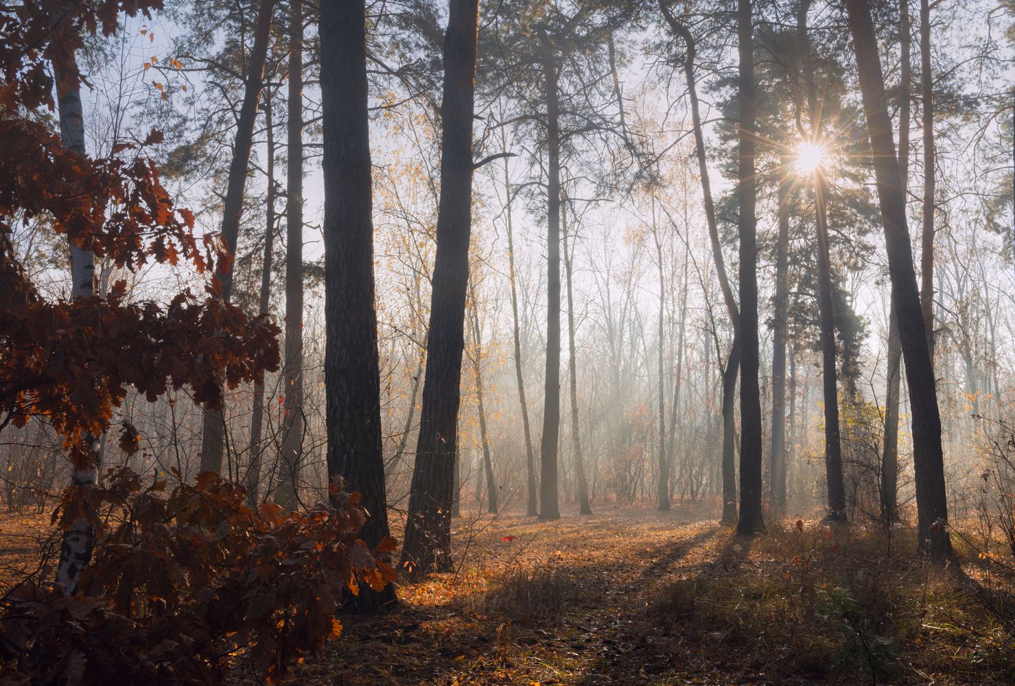 лес осень  31октября туман свет лучи рассвет, Галанзовская Оксана