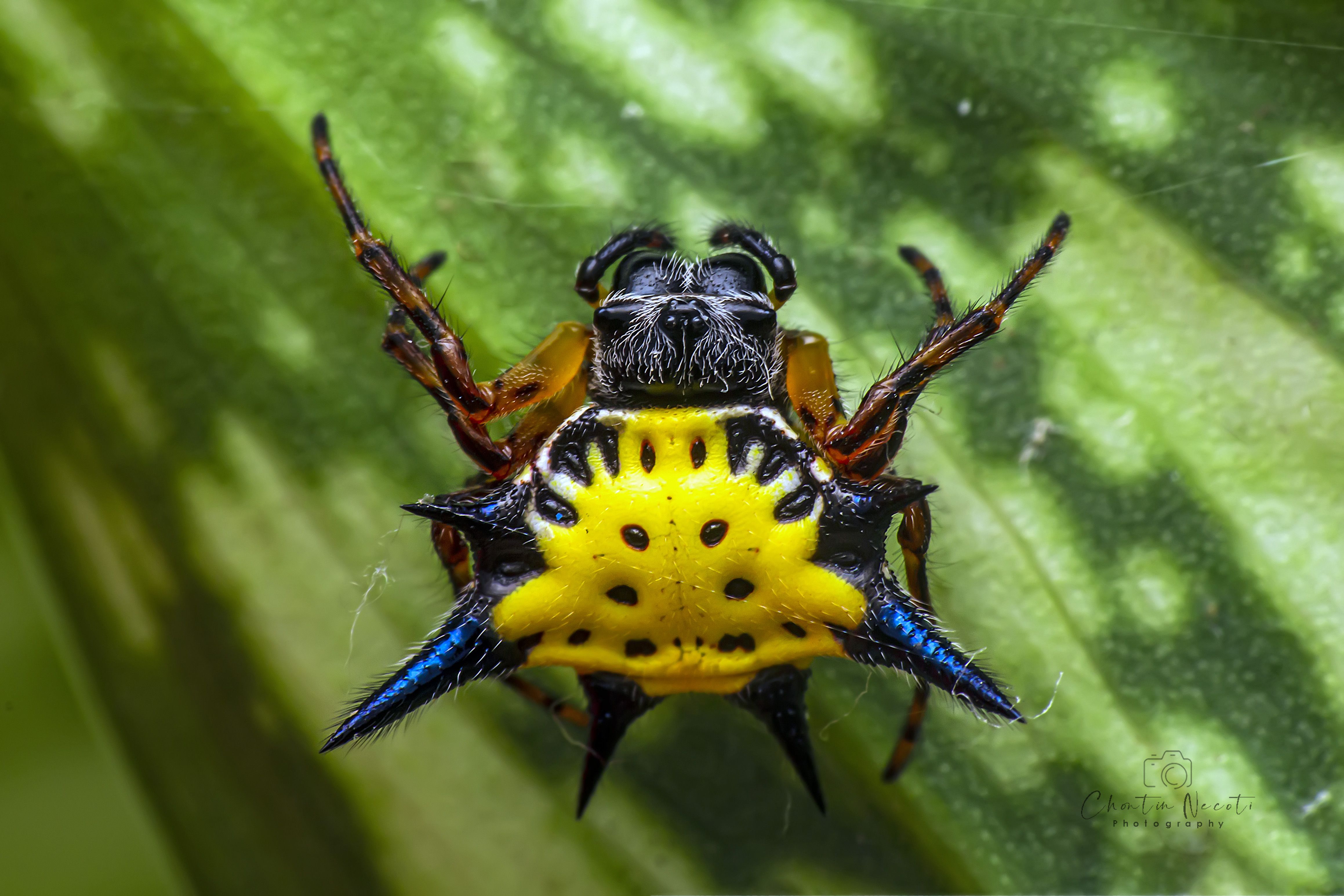 Gasteracantha, hasselti, spider, small, animal, nature, natural, beauty, outdoor, yellow, green, NeCoTi ChonTin