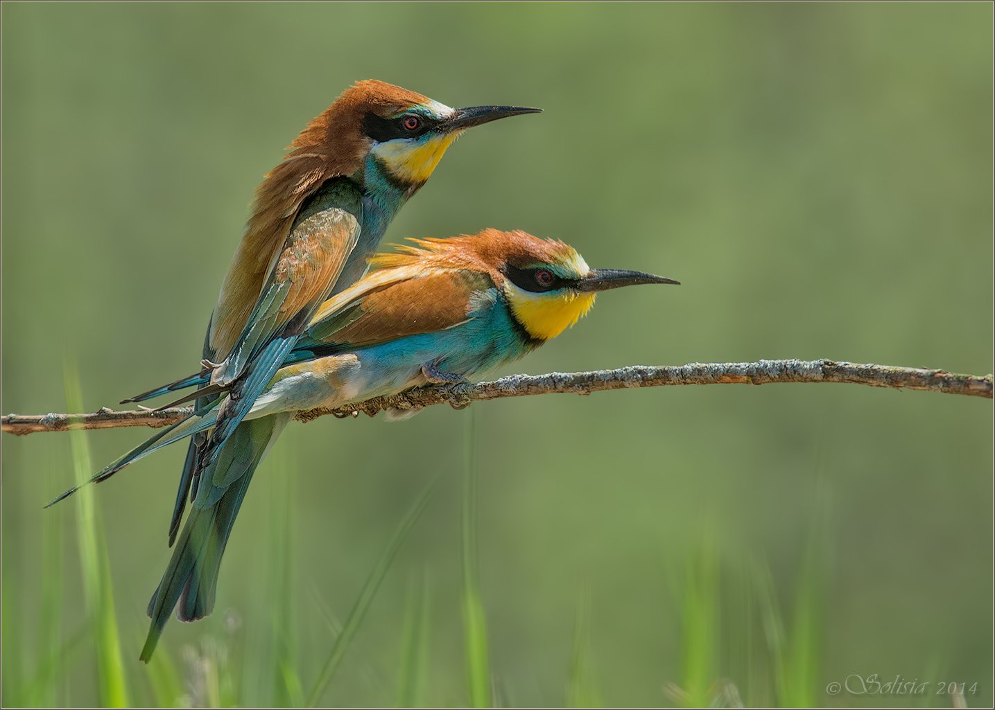 Merops apiaster, Весна, Дикая природа россии, Пара, Природа, Птицы, Щурка, Щурка золотистая, Солисия