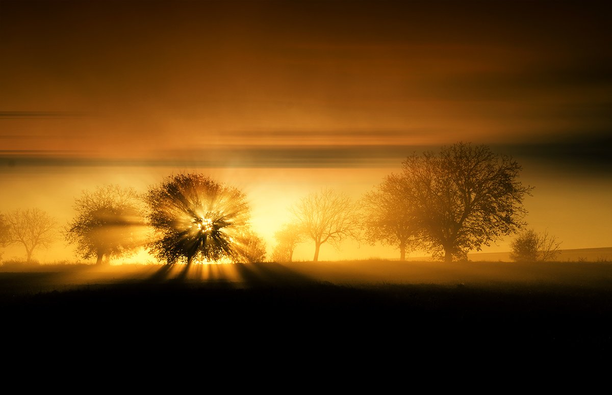 Bulgaria, Landscape, Light, Morning mist, Sun blast, Tree, Albena Markova