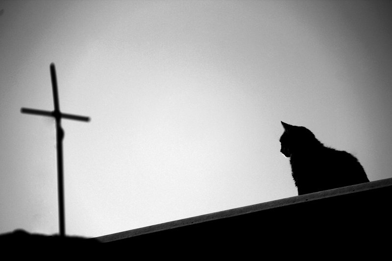 concept, conceptual, milad safabakhsh, cross, cat, black and white, milad safabakhsh