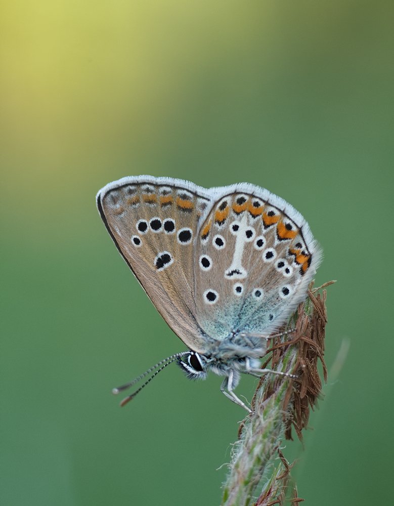 closeup, macro, голубянка, макро, Alexey Gnilenkov