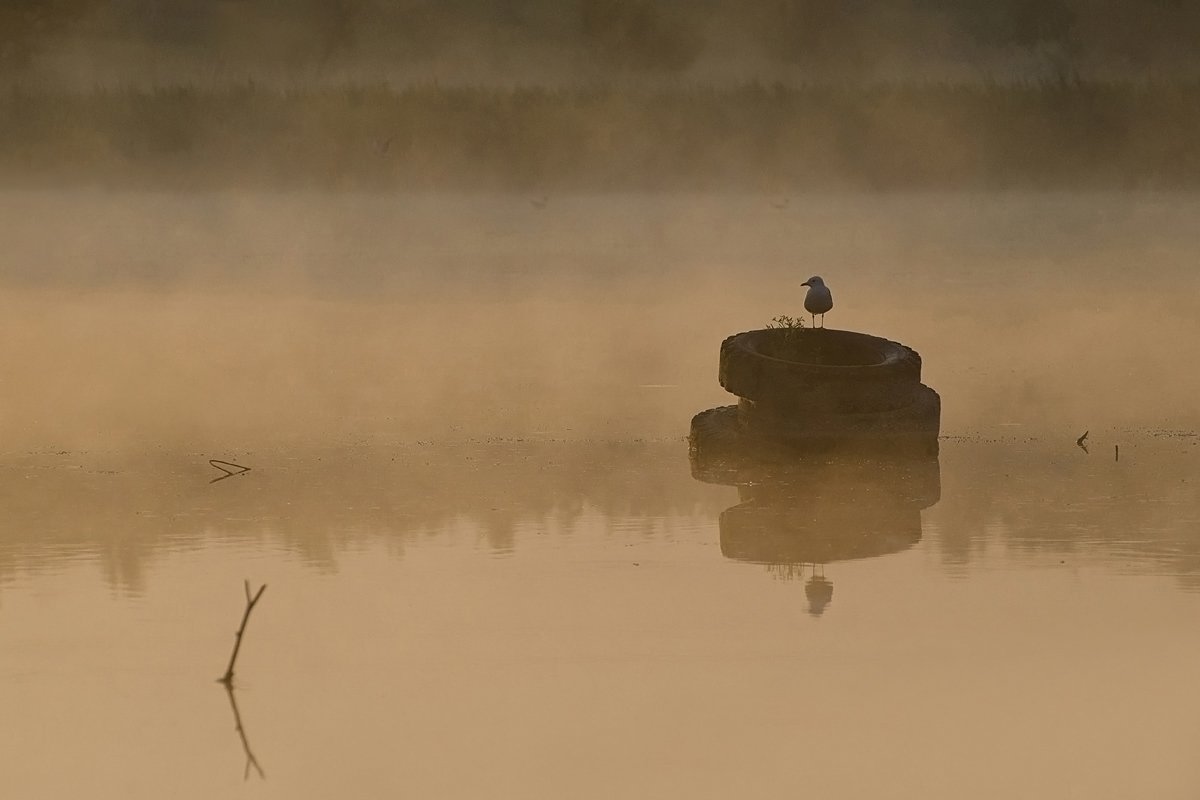 остров, река, чайка, утро, туман, Михаил Агеев