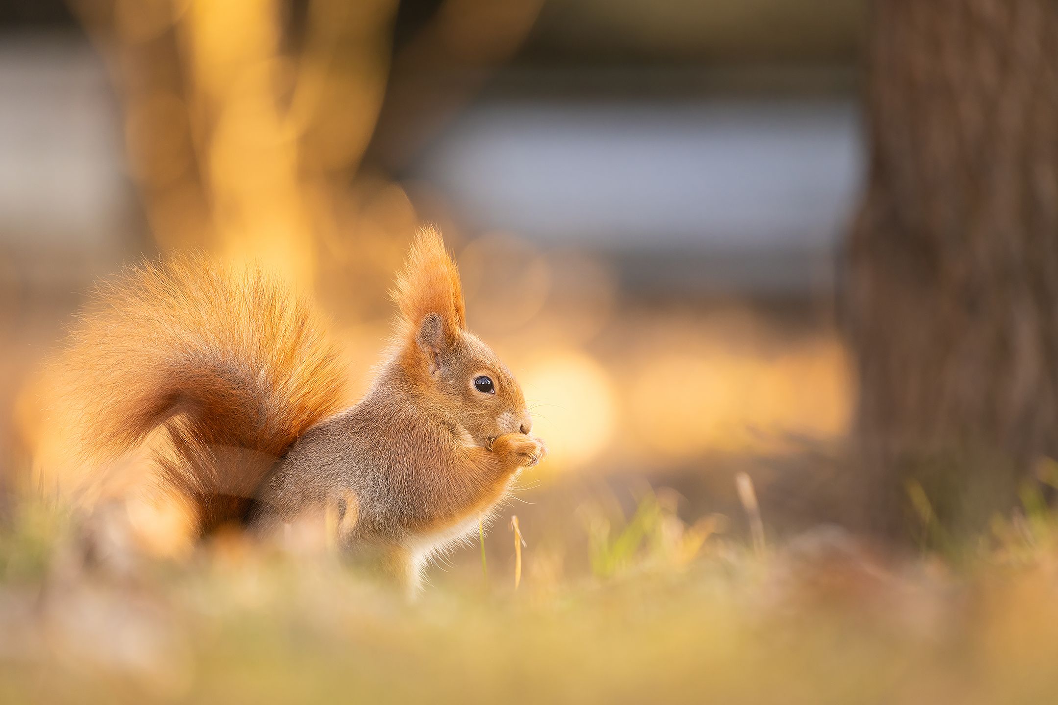 , Robert Adamec