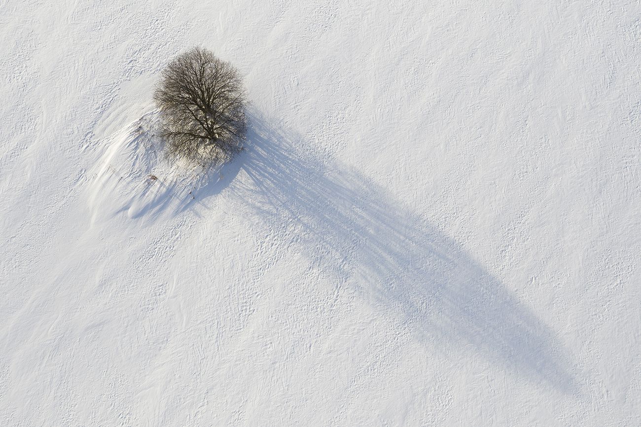 дерево, поле, зима, снег,, Дмитрий Доронин