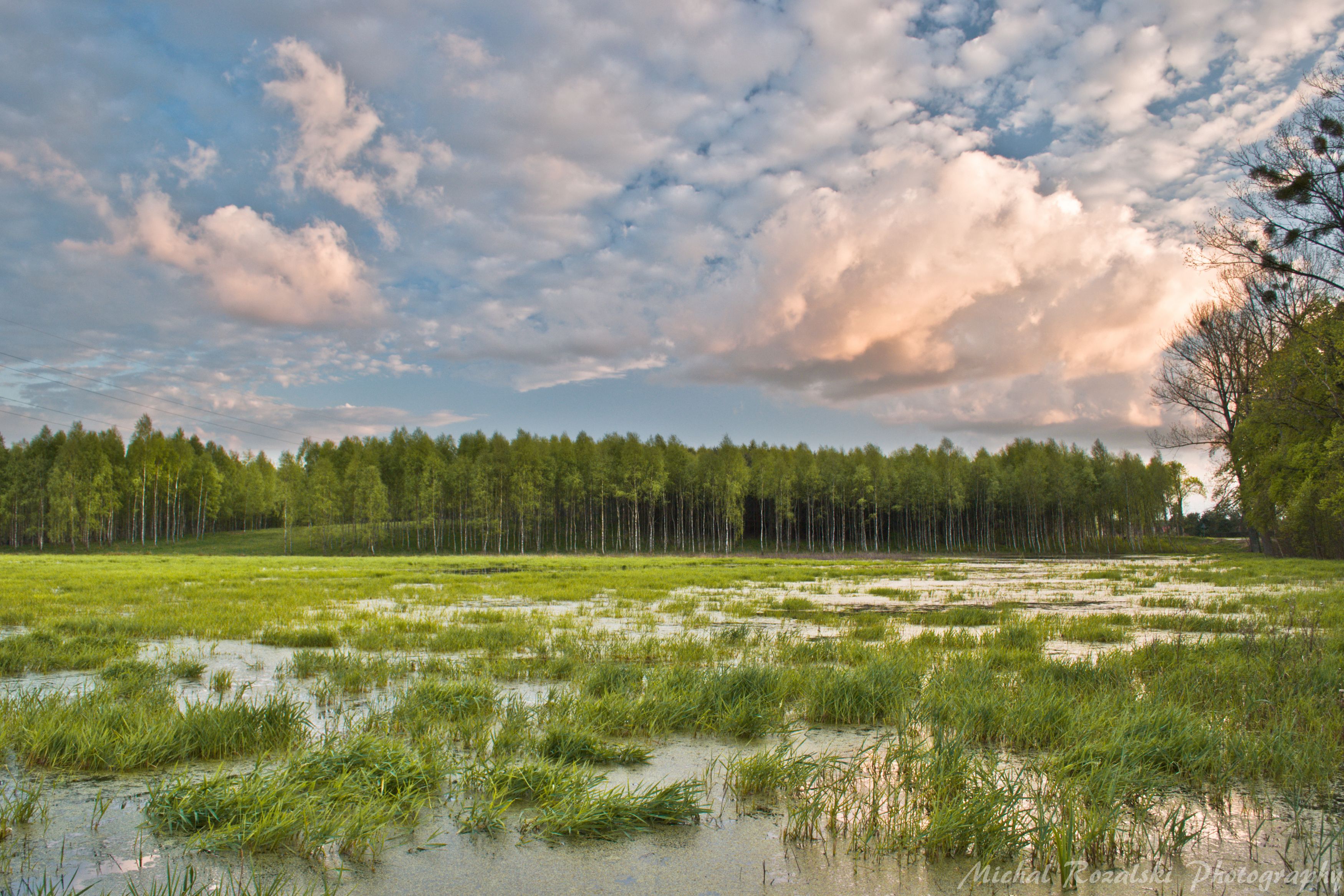 spring, ,season, ,swamps, ,water, ,trees, ,forest, ,clouds, ,sky, ,green, ,sunset, ,, Michal Rozalski